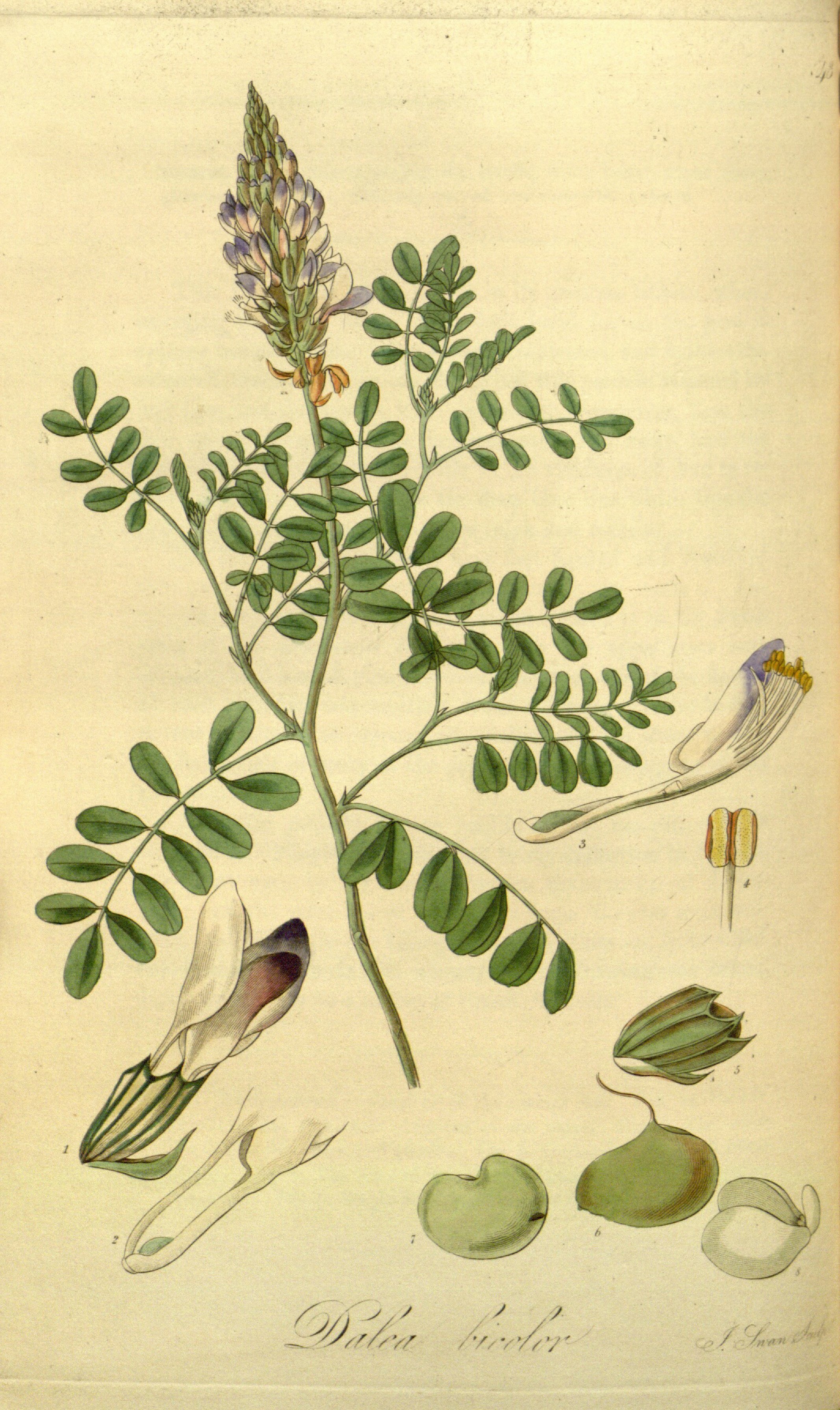 Botanical Illustration of Parosela plant