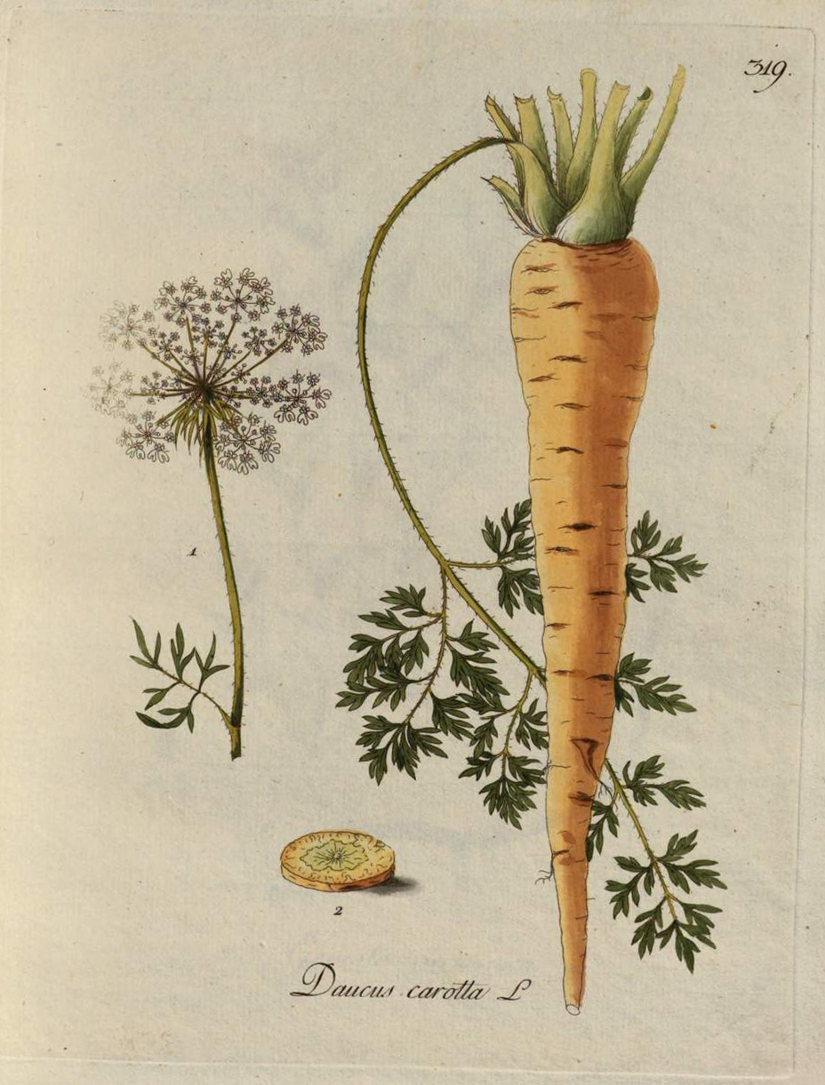 Botanical Illustration of Carrot plant