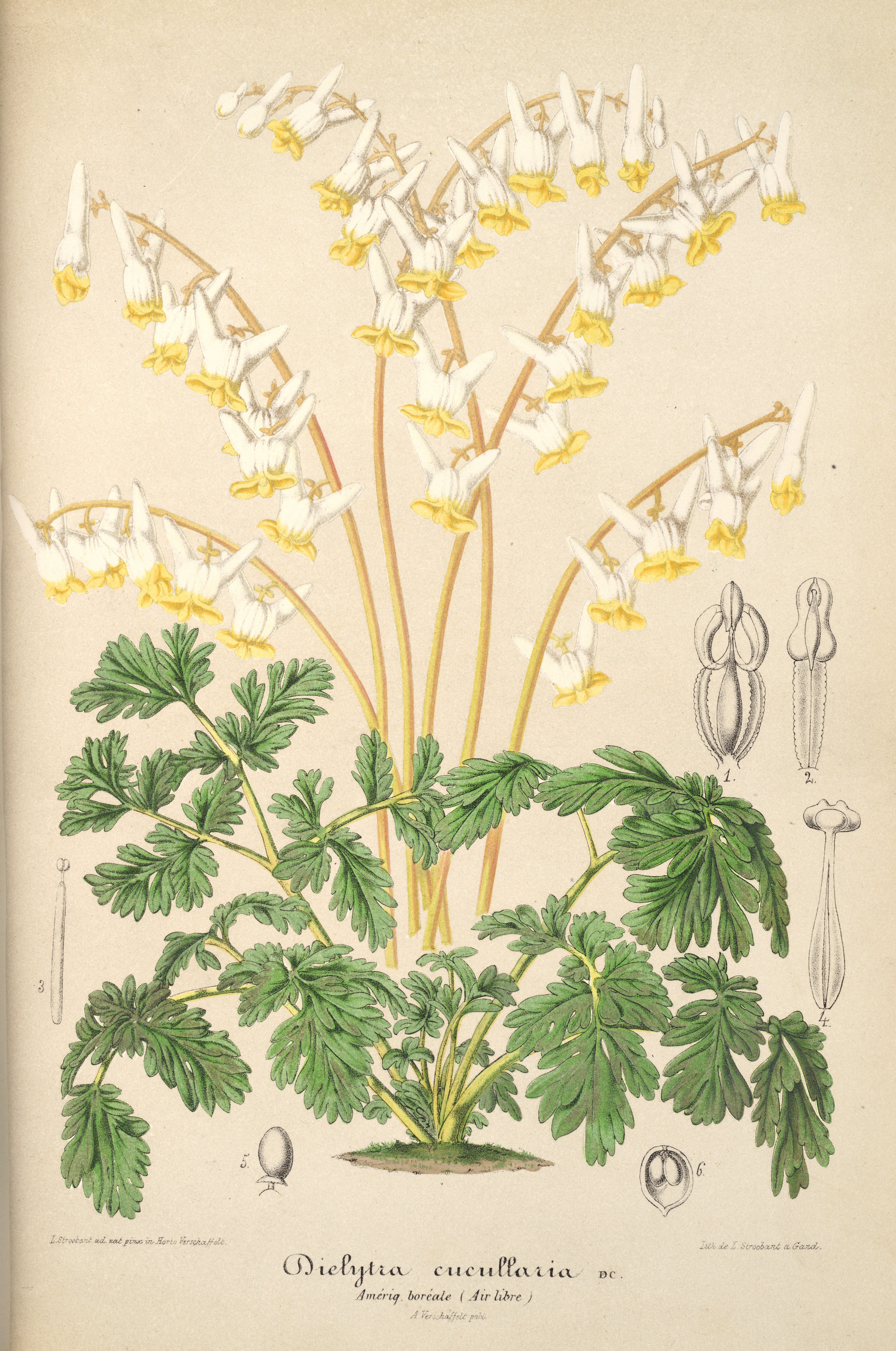 Botanical Illustration of Dutchman's Breeches plant