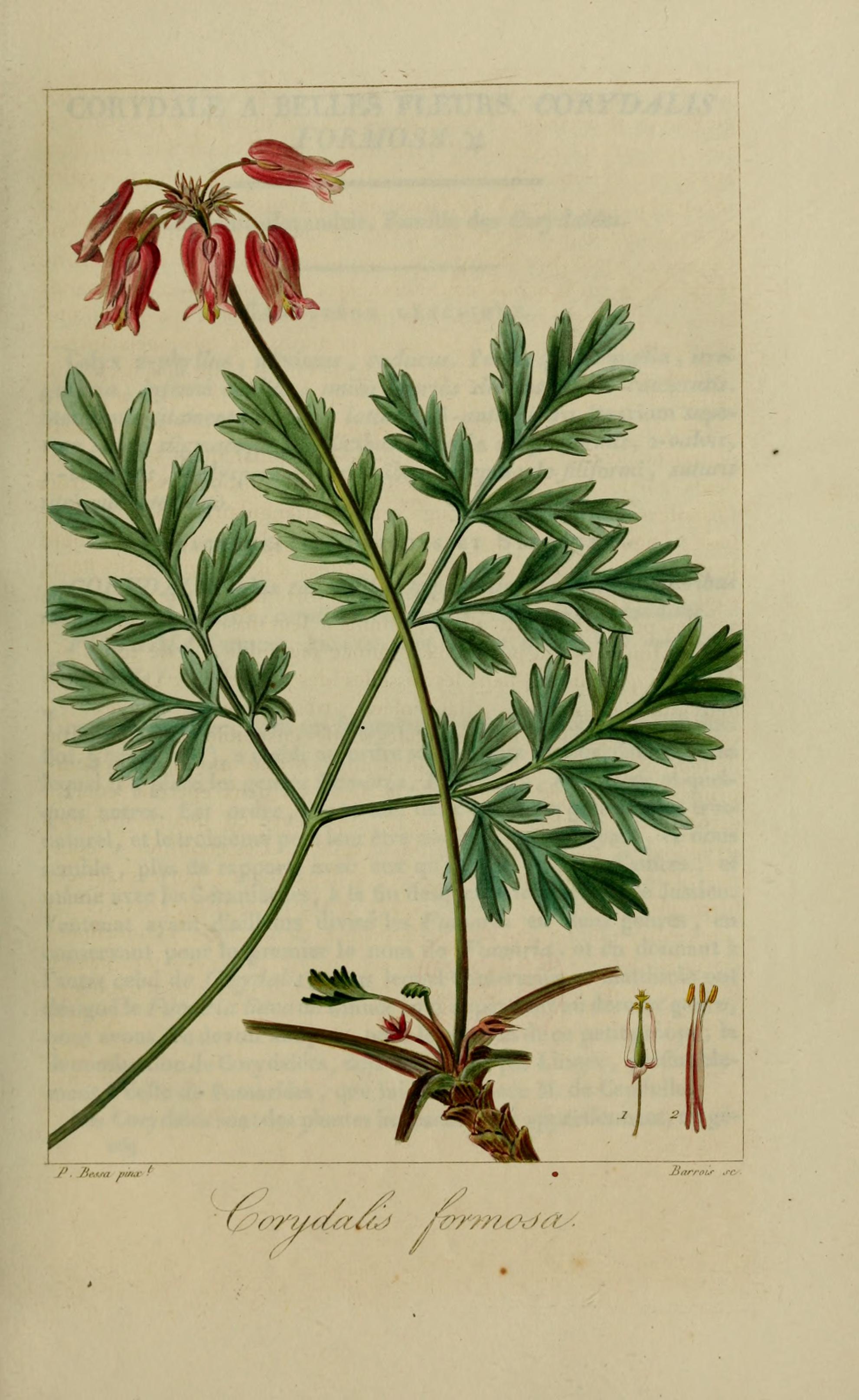 Botanical Illustration of Bleeding Heart plant