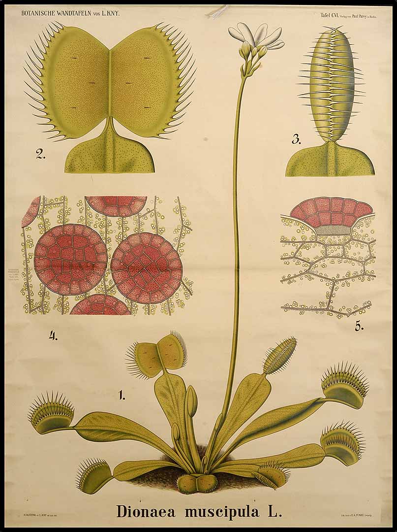 Botanical Illustration of Venus' Flytrap plant