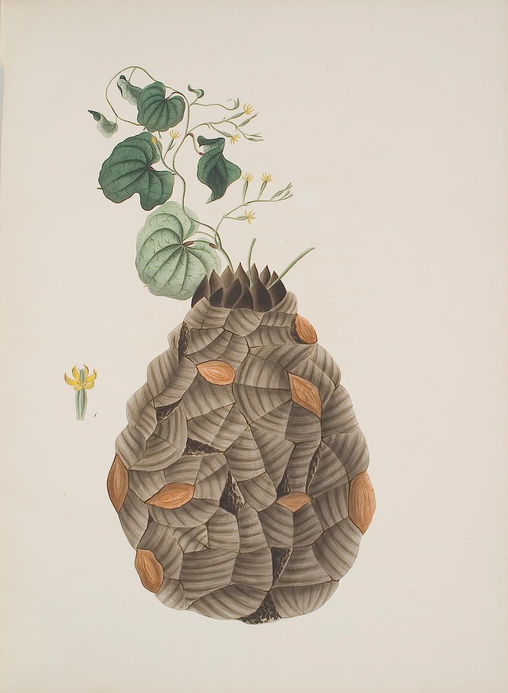 Botanical Illustration of Elephant's Foot plant