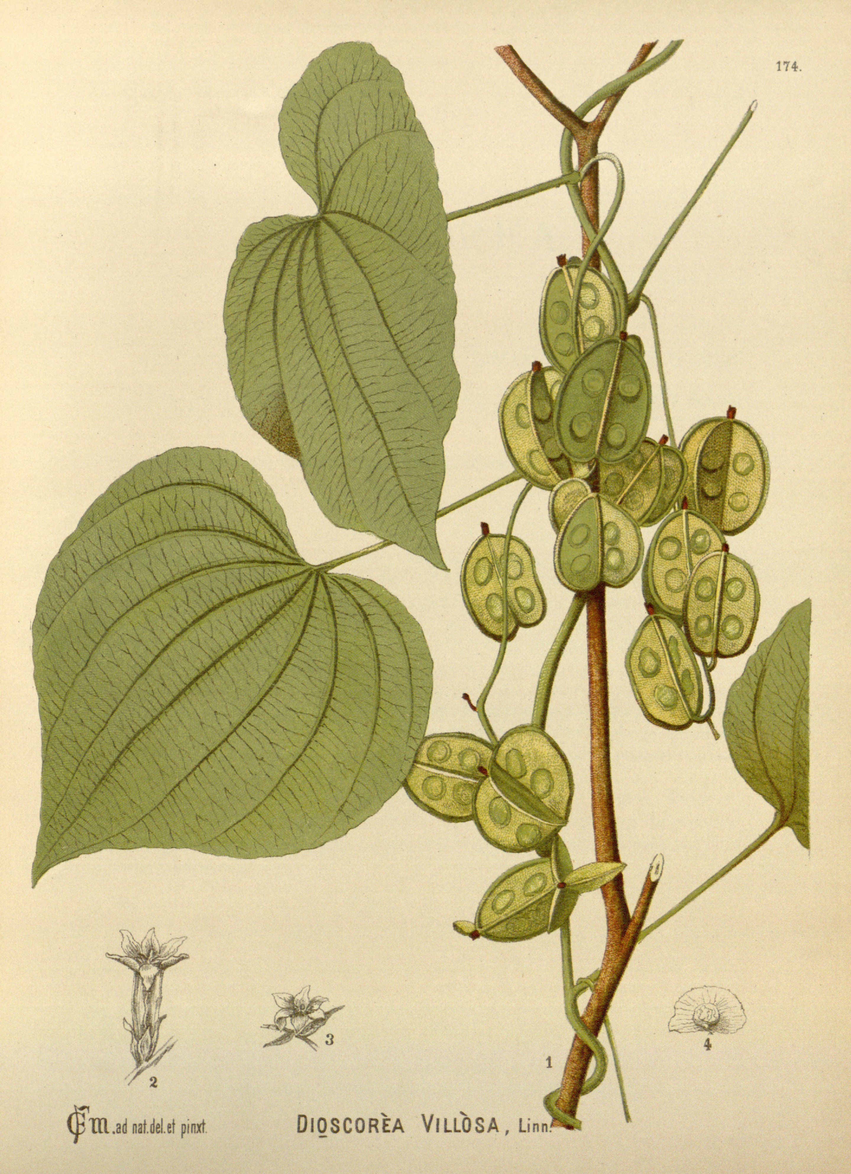 Botanical Illustration of Wild Yam plant