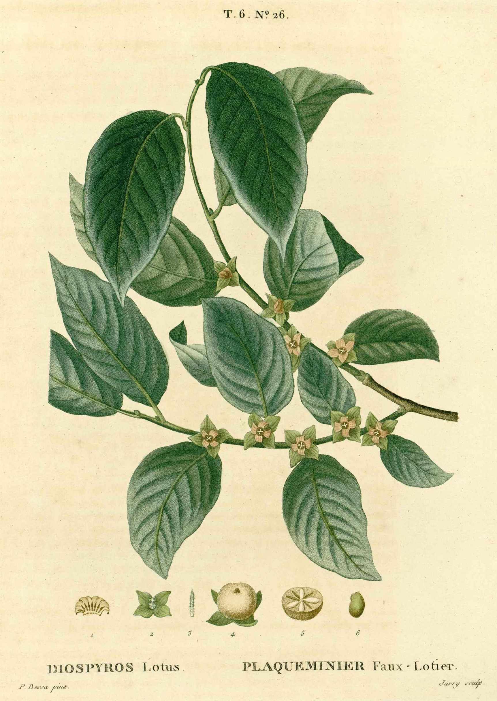 Botanical Illustration of Ebony plant