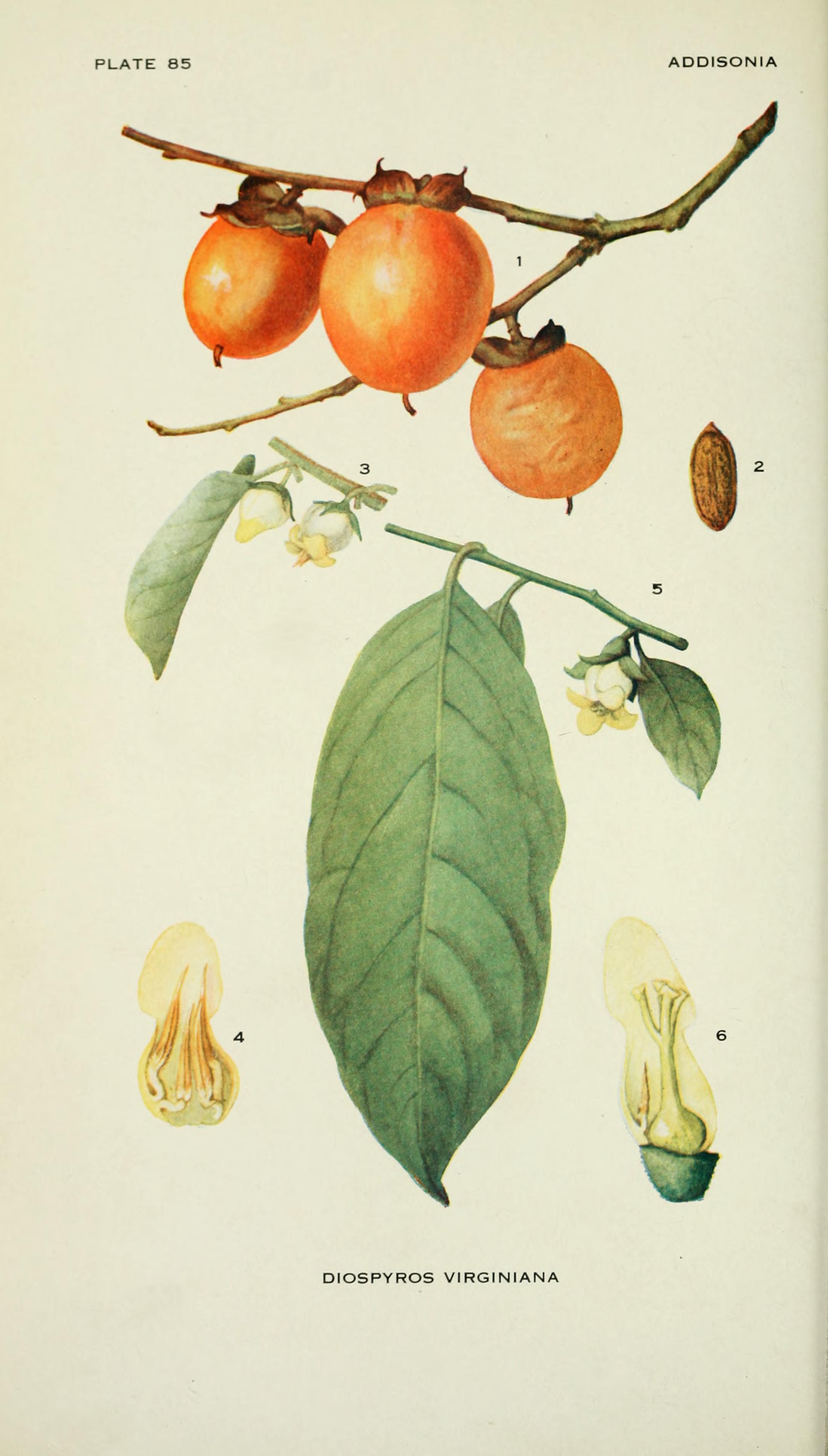 Botanical Illustration of Persimmon plant