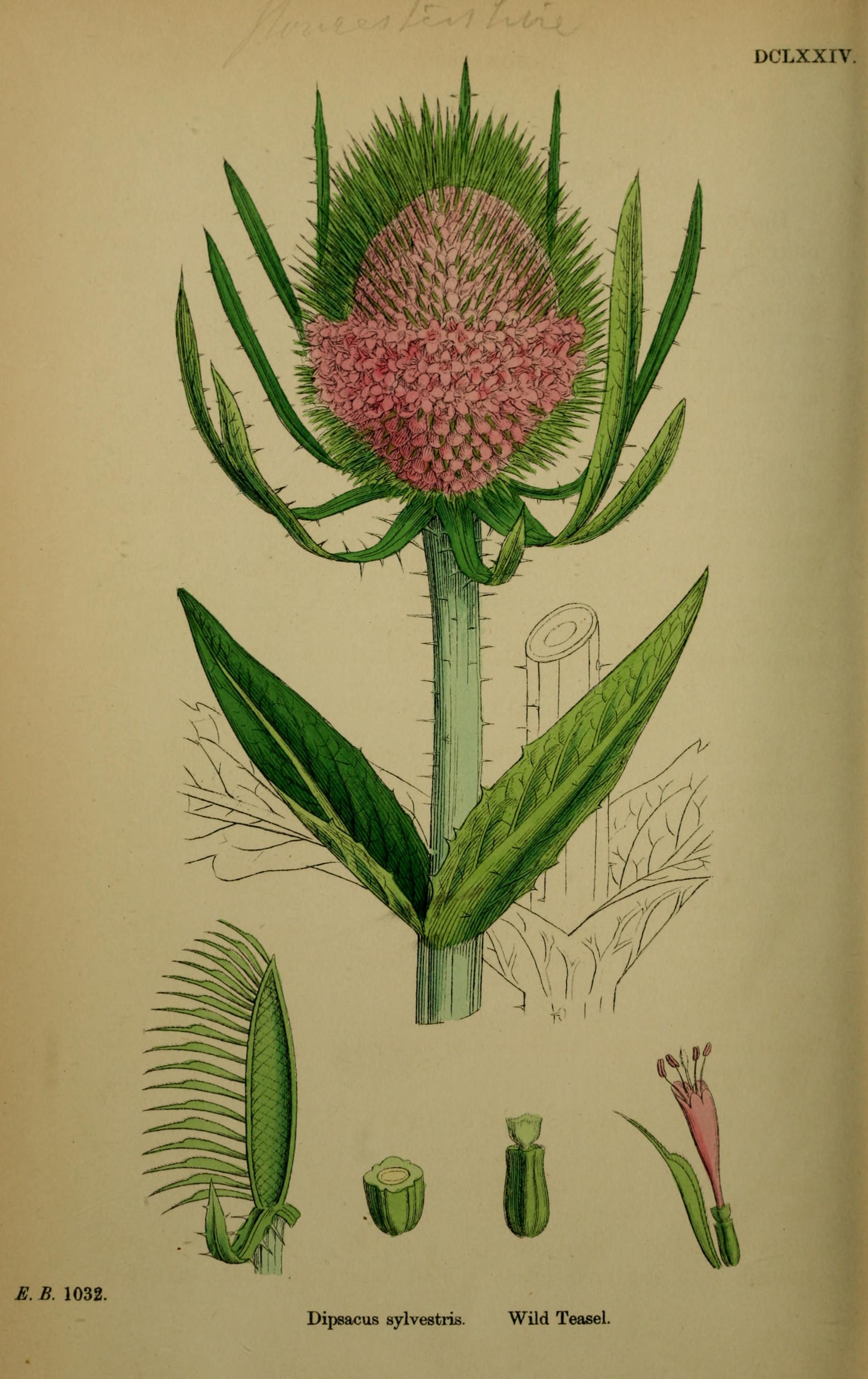 Botanical Illustration of Teazles plant