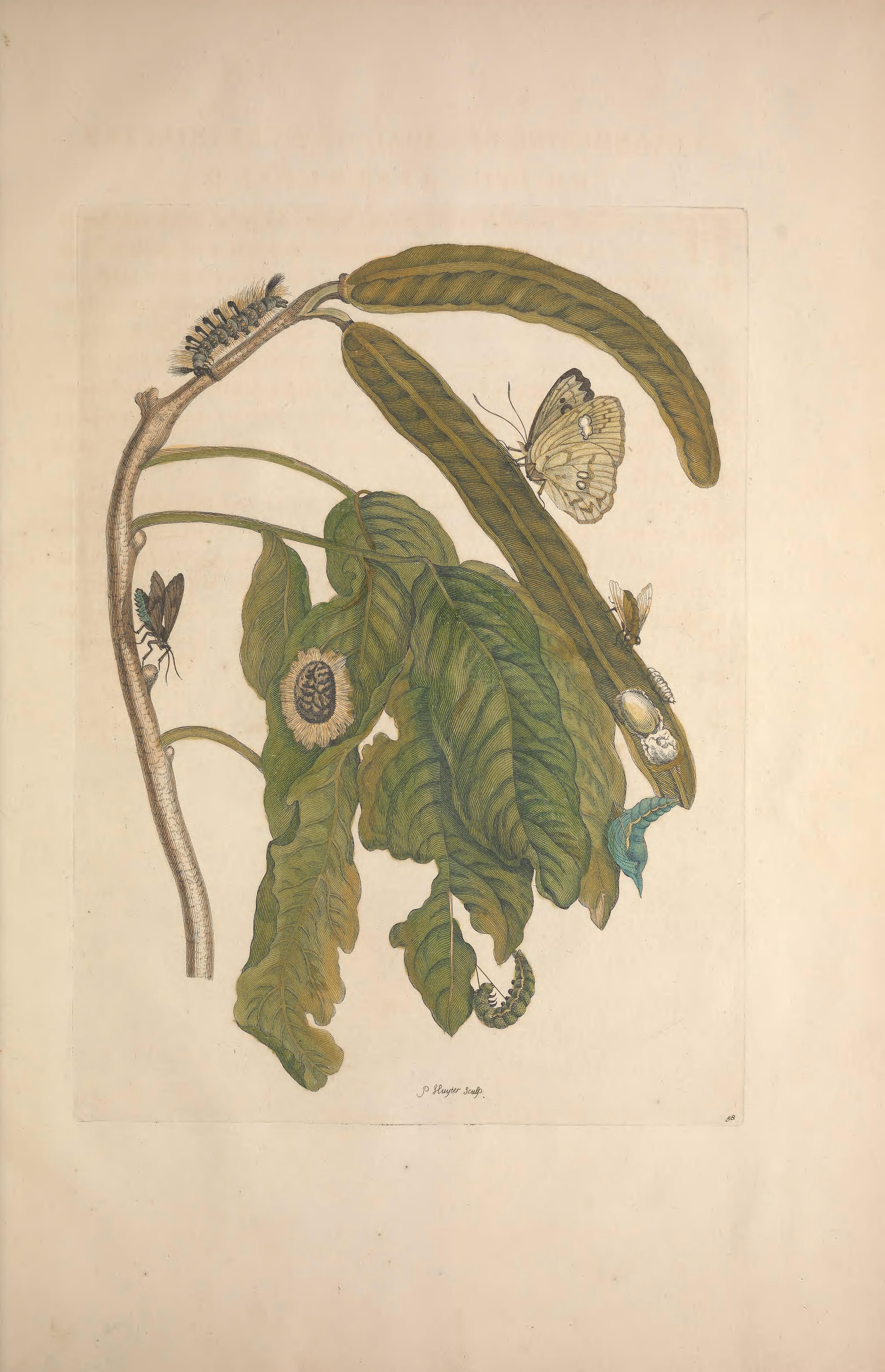 Botanical Illustration of Tonka plant