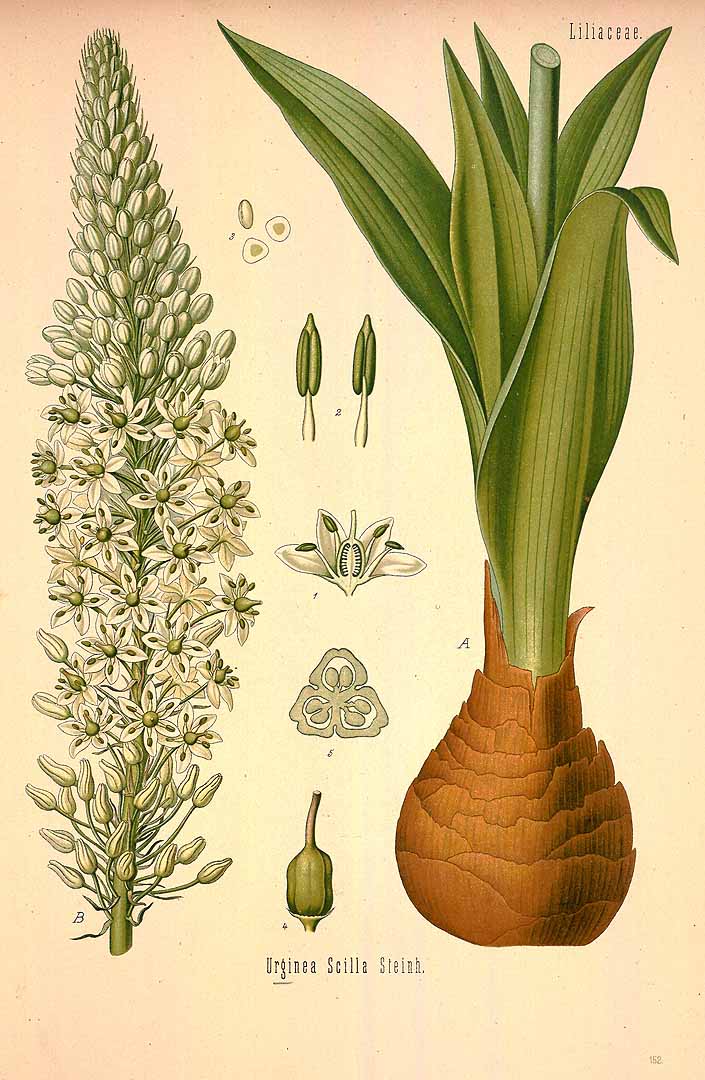 Botanical Illustration of Squill plant