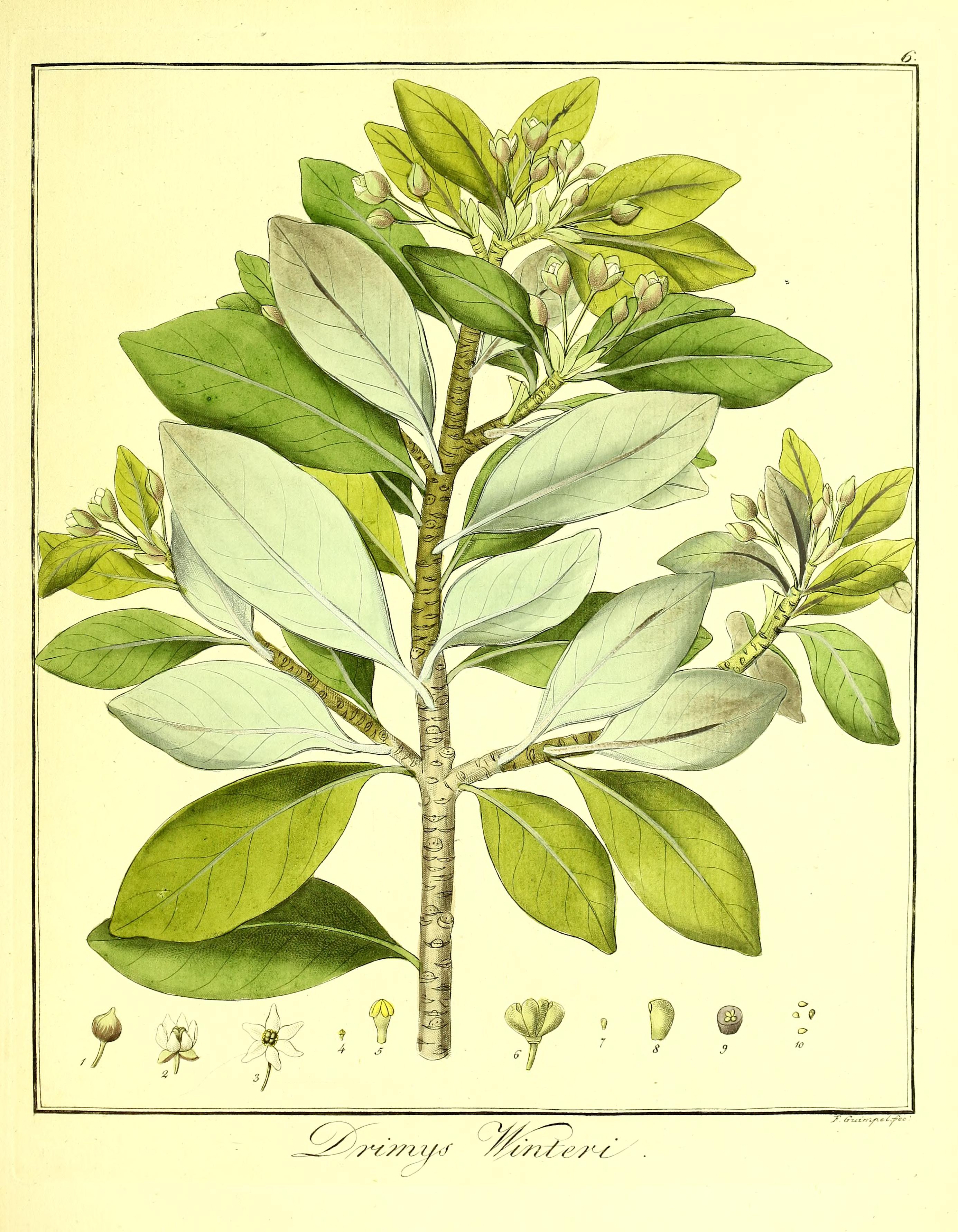 Botanical Illustration of Winter's Bark plant