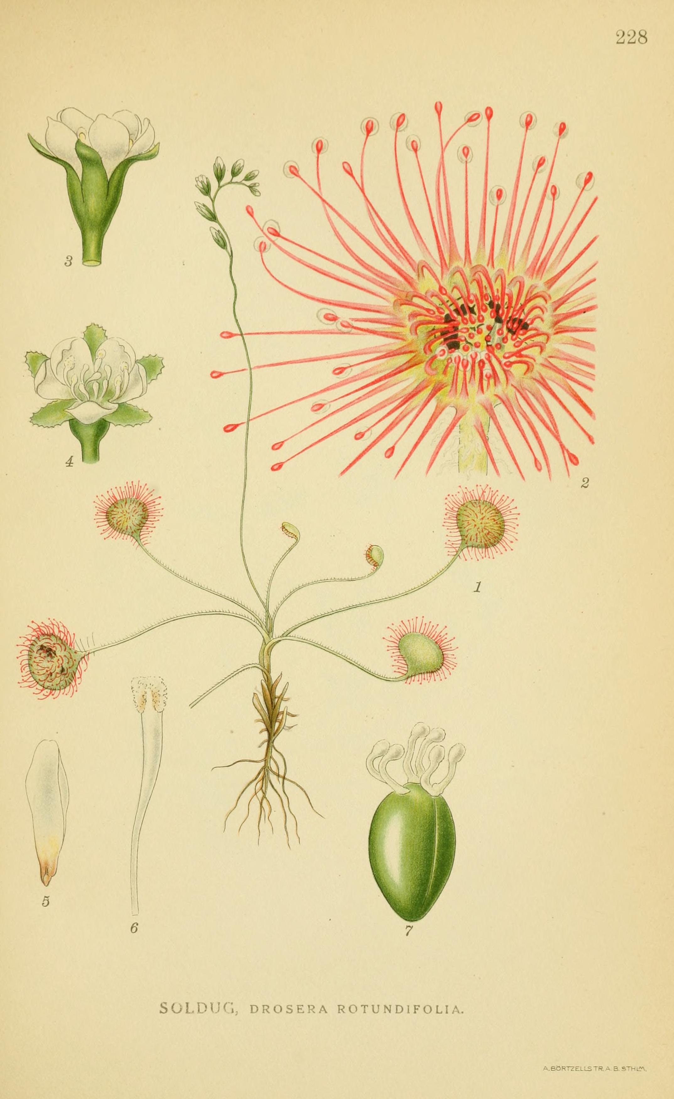 Botanical Illustration of Sundew plant