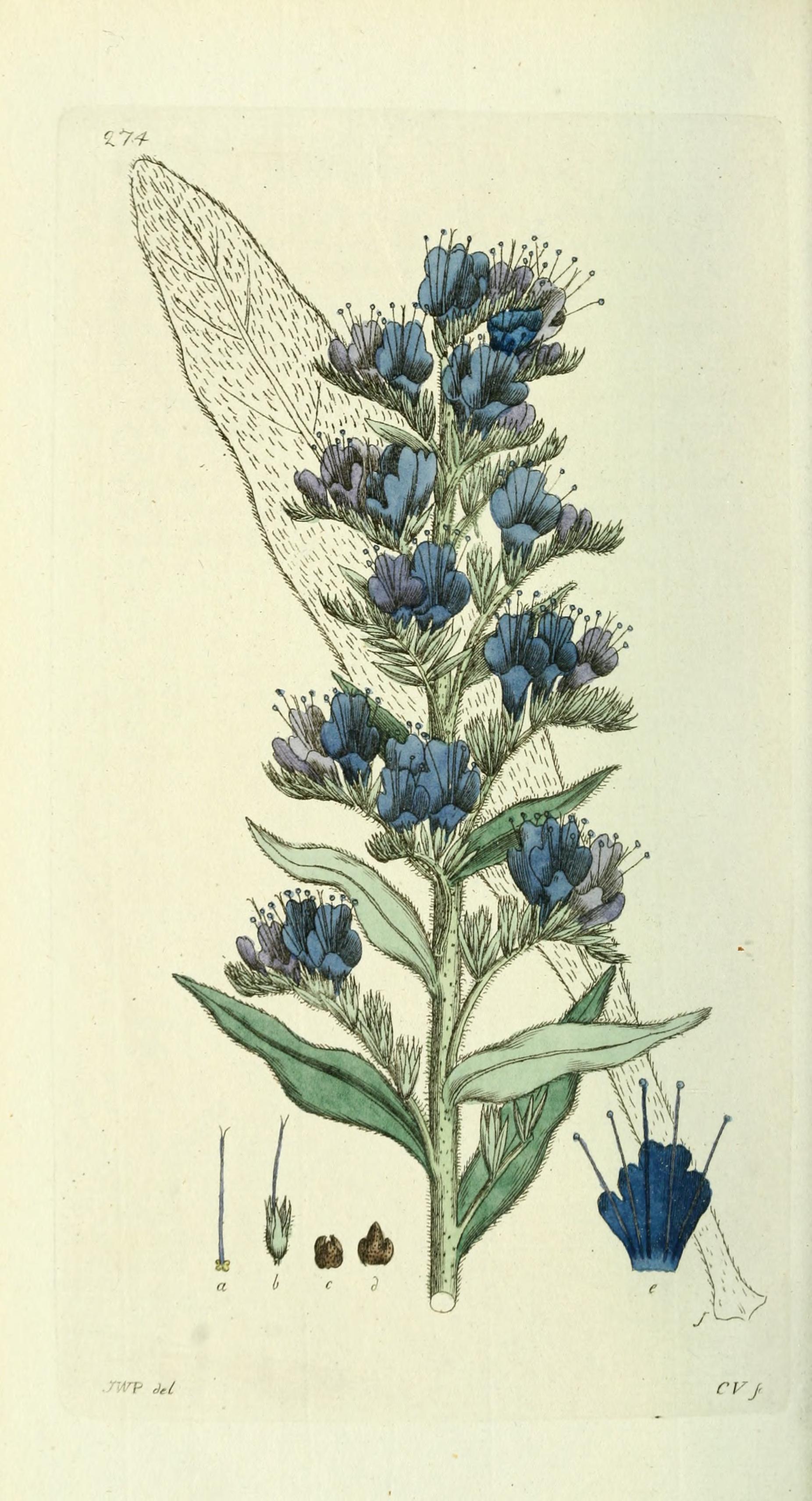 Botanical Illustration of Viper's Bugloss plant