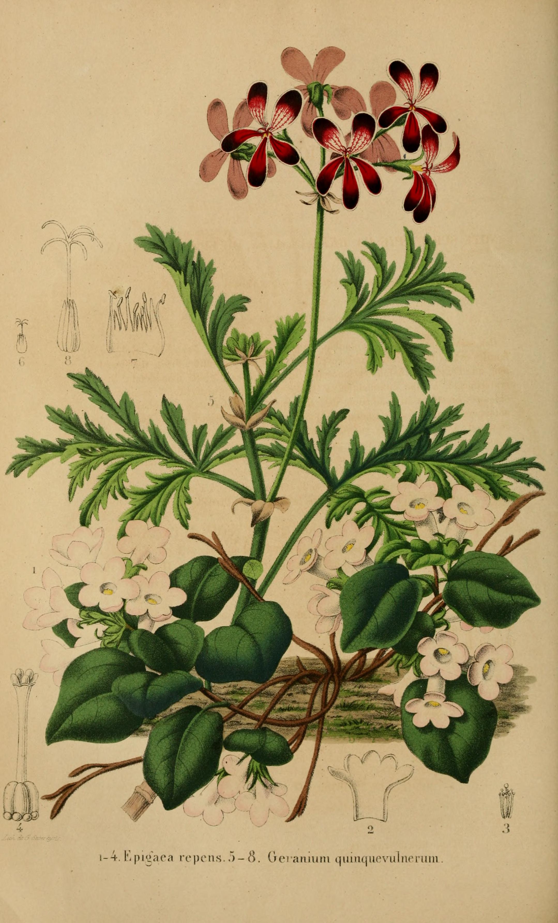 Botanical Illustration of Trailing Arbutus plant