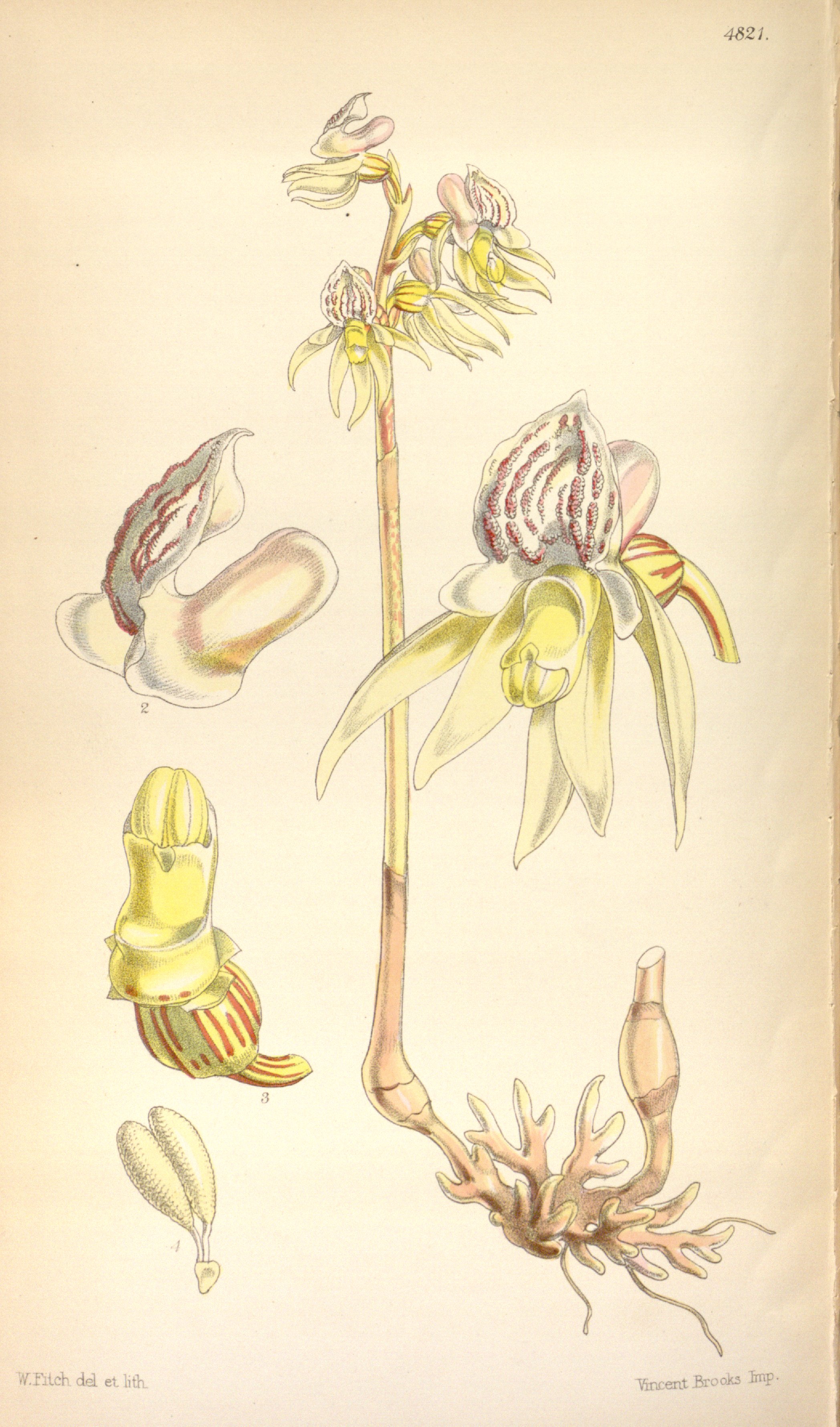 Botanical Illustration of Ghost Orchid plant