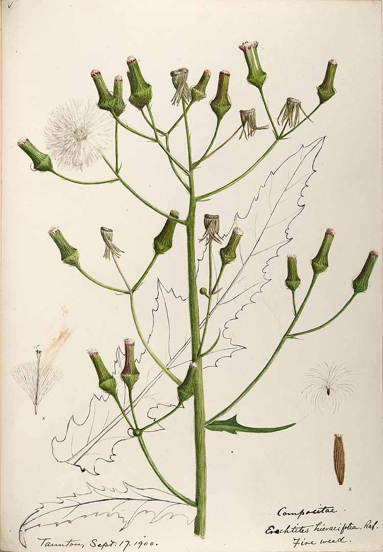 Botanical Illustration of Fireweed plant