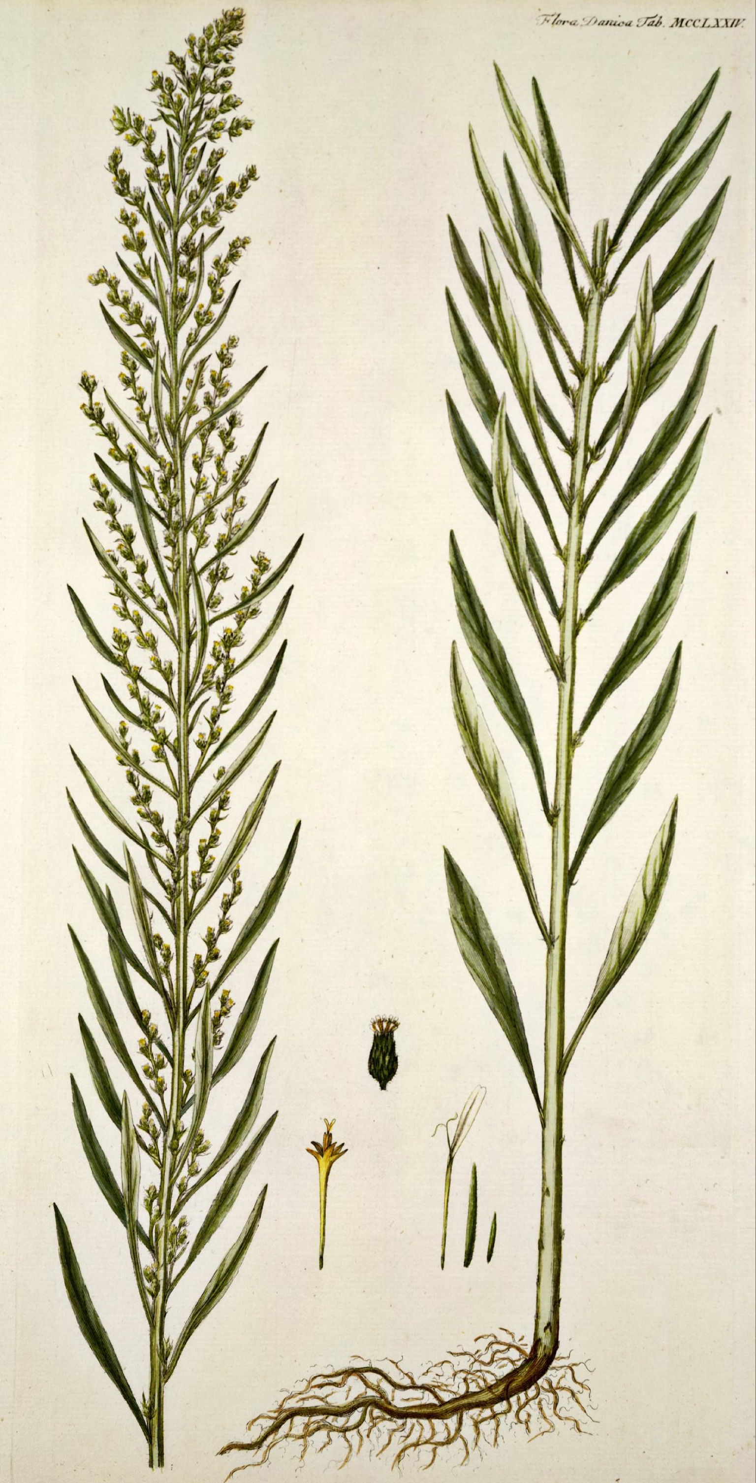 Botanical Illustration of Flea Wort plant