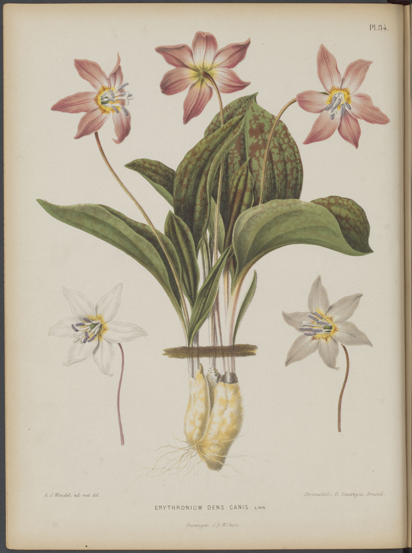 Botanical Illustration of Dog's Tooth Violet plant