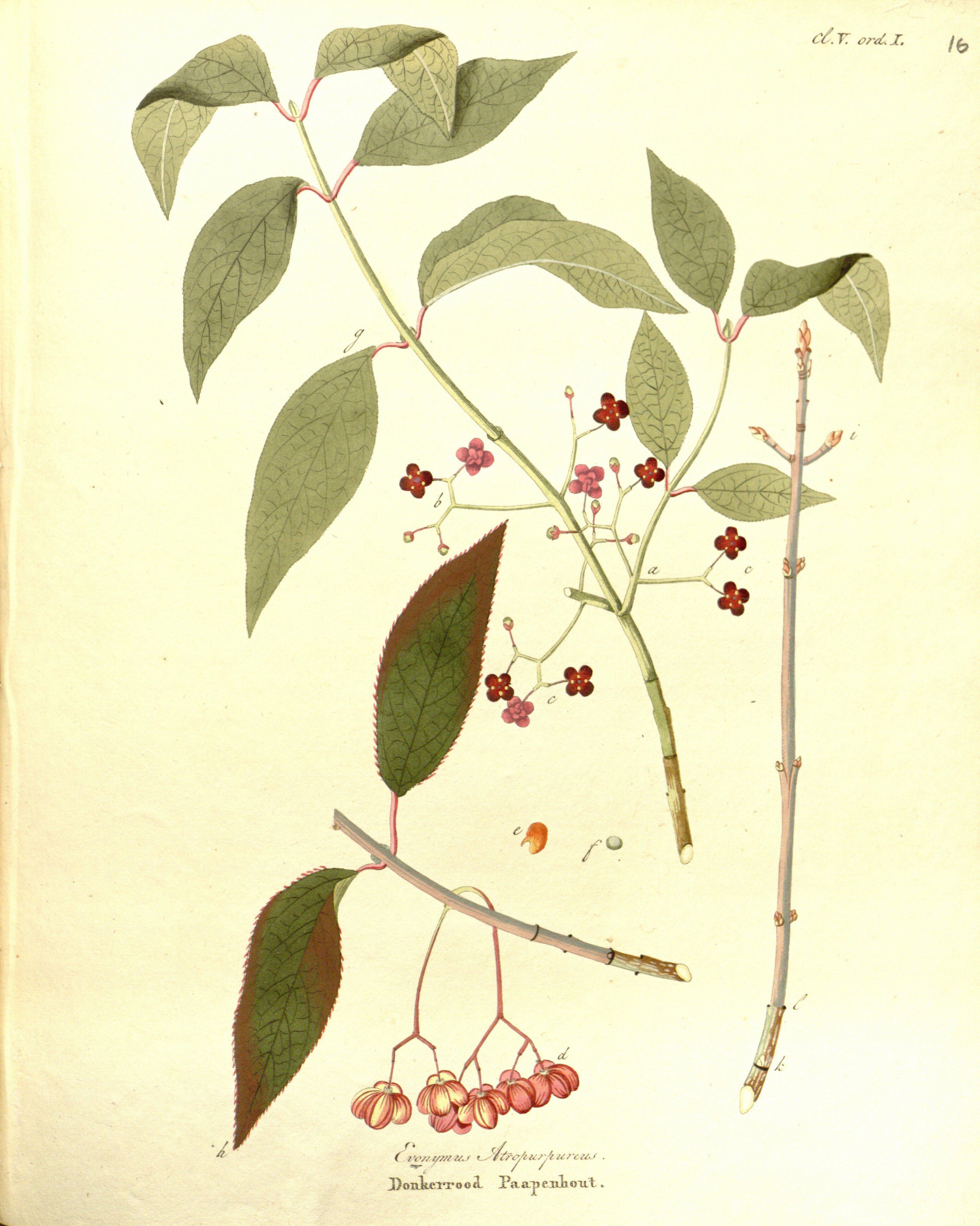 Botanical Illustration of Wahoo plant
