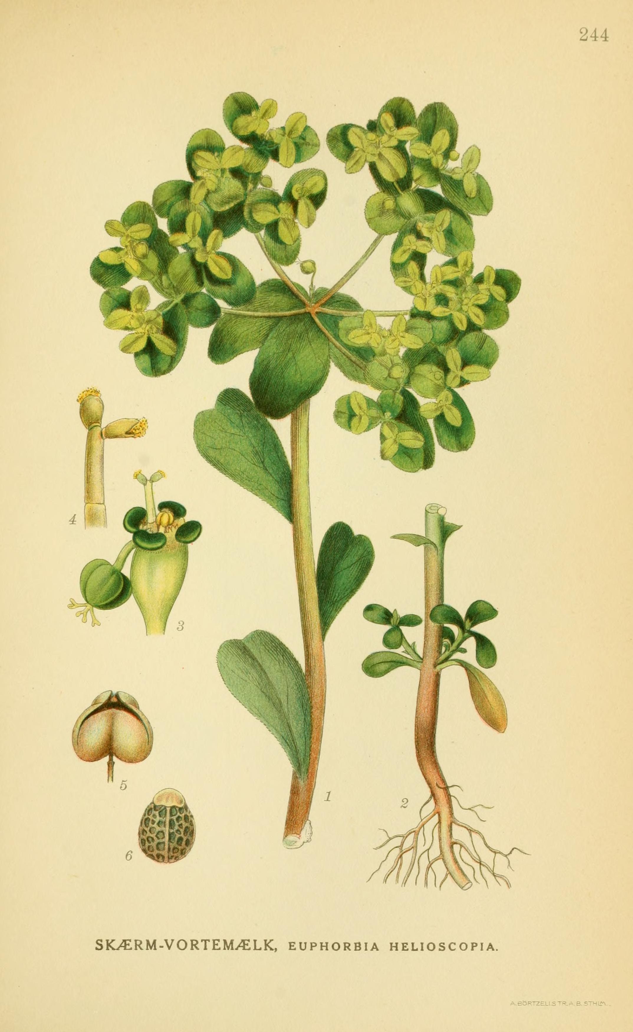 Botanical Illustration of Thistle Gum plant