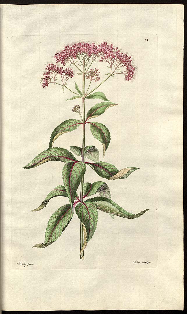 Botanical Illustration of Joe-pyeweed plant