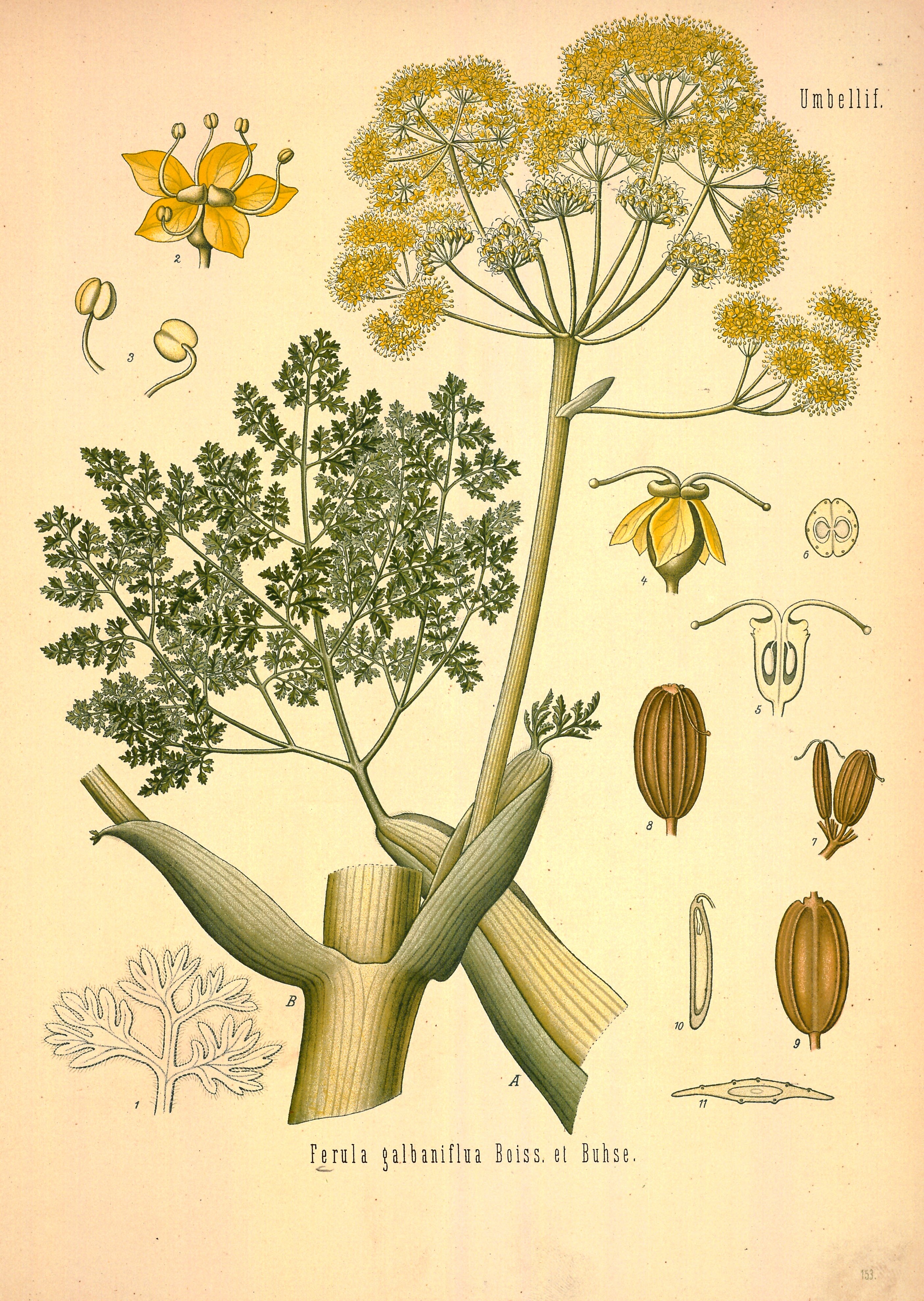 Botanical Illustration of Galbanum plant