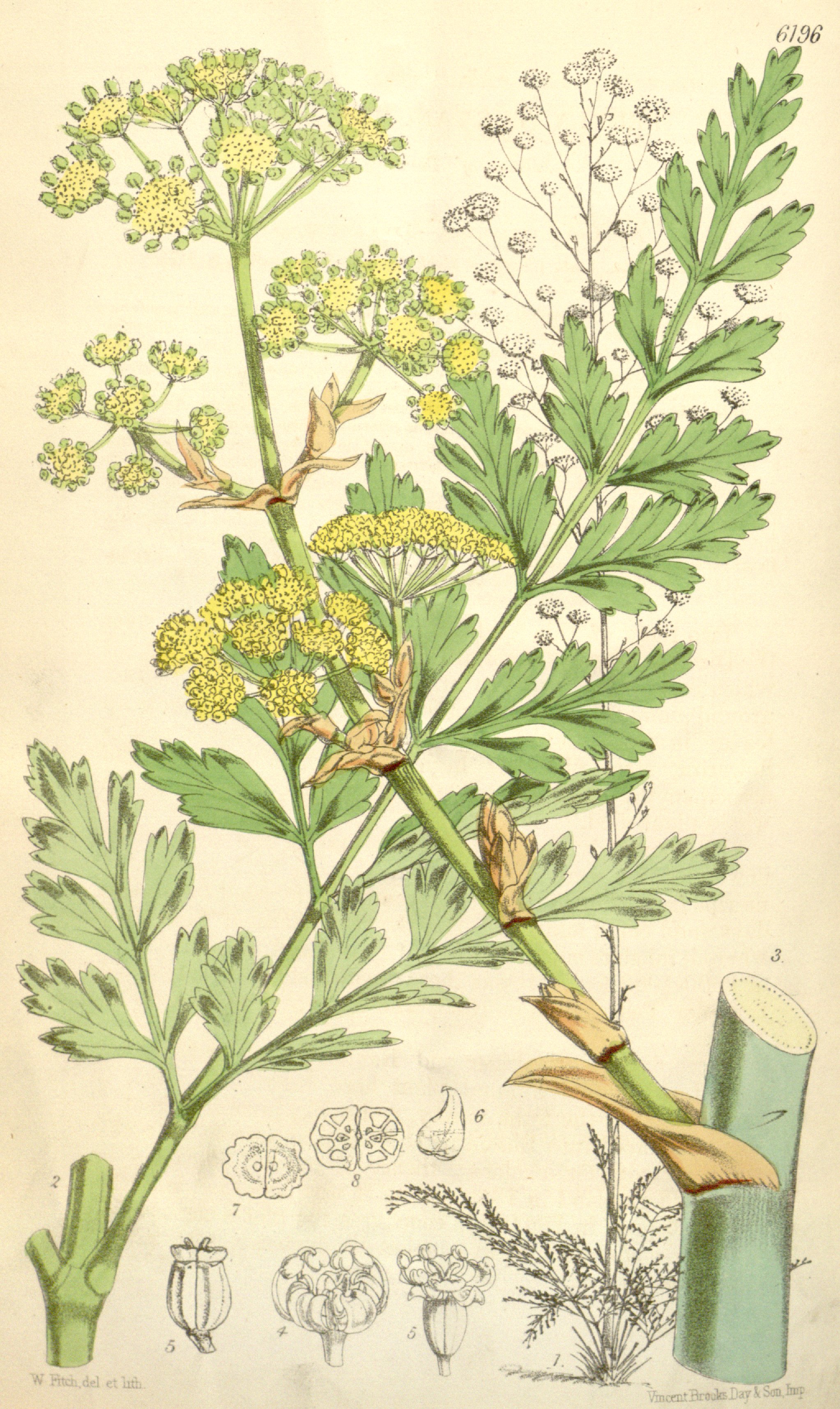 Botanical Illustration of Sumbul plant