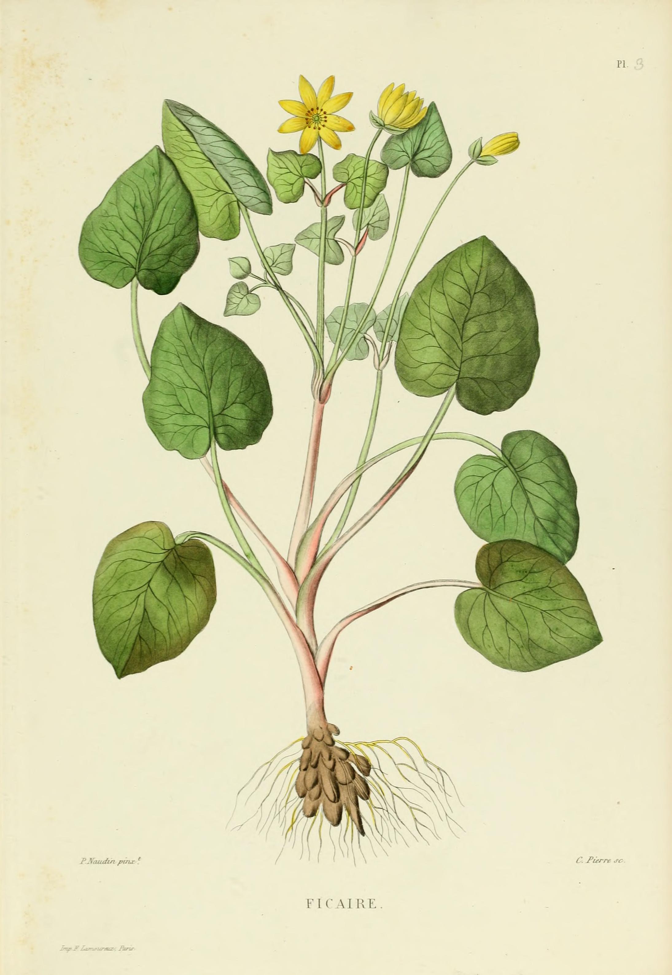 Botanical Illustration of Pilewort plant