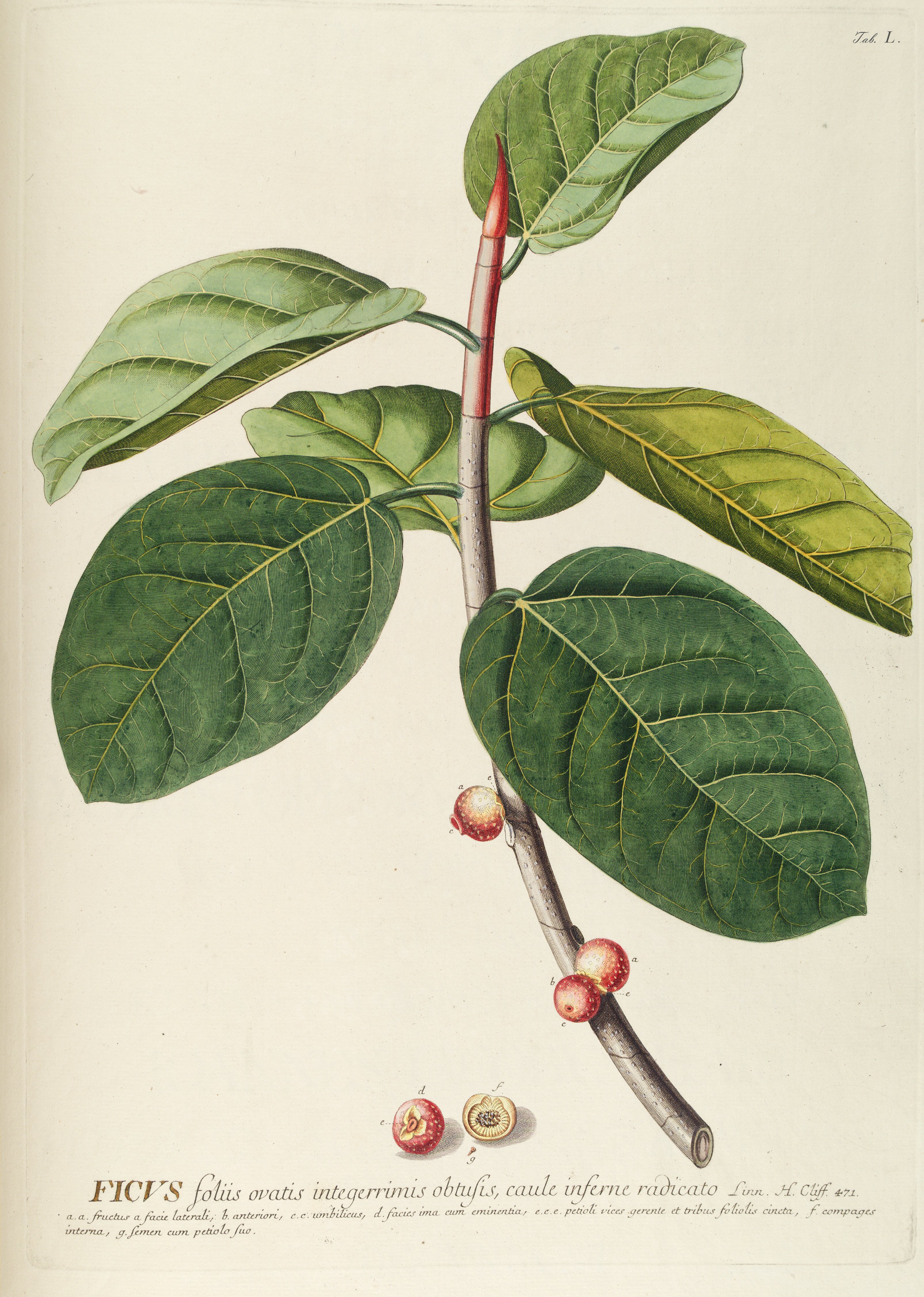 Botanical Illustration of Banyan plant