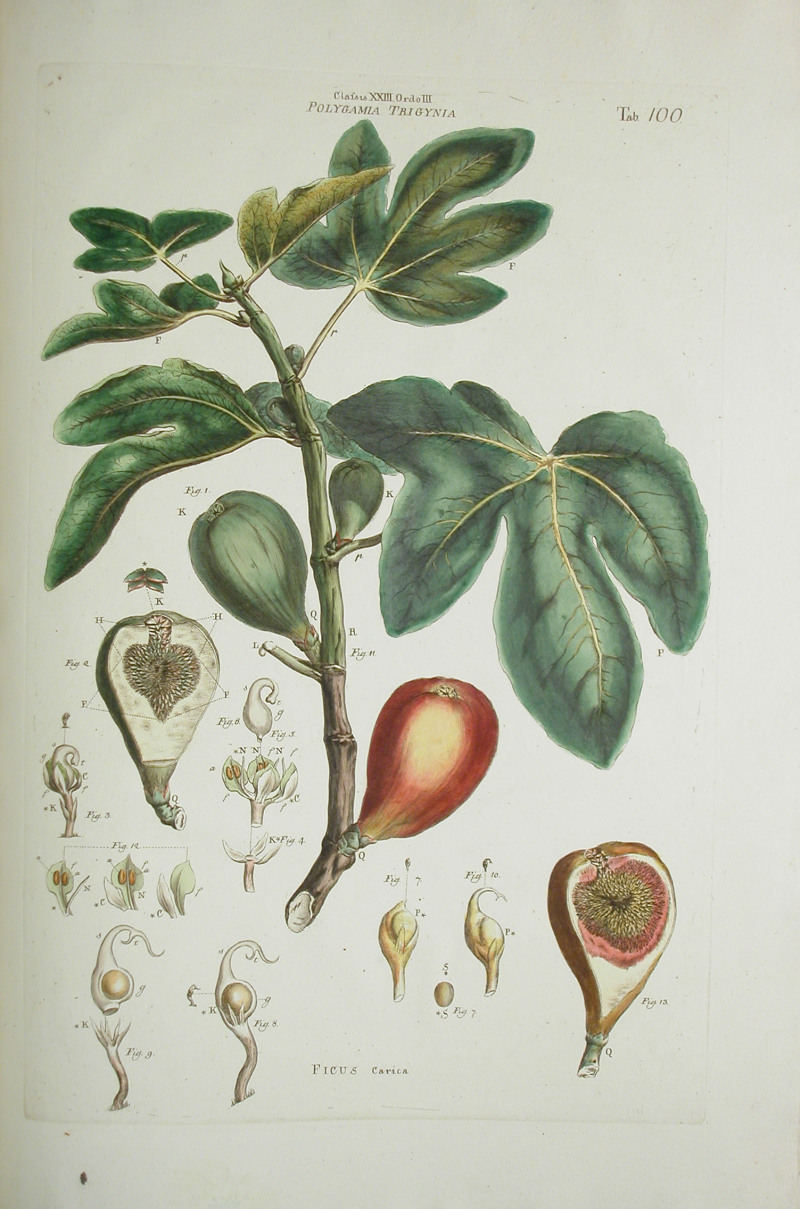 Botanical Illustration of Fig plant