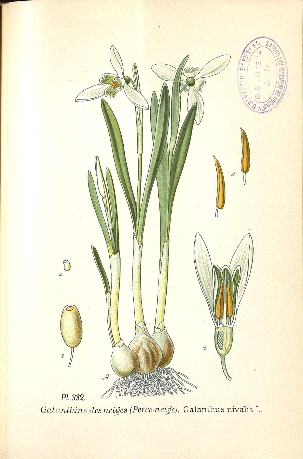 Botanical Illustration of Snowdrop plant