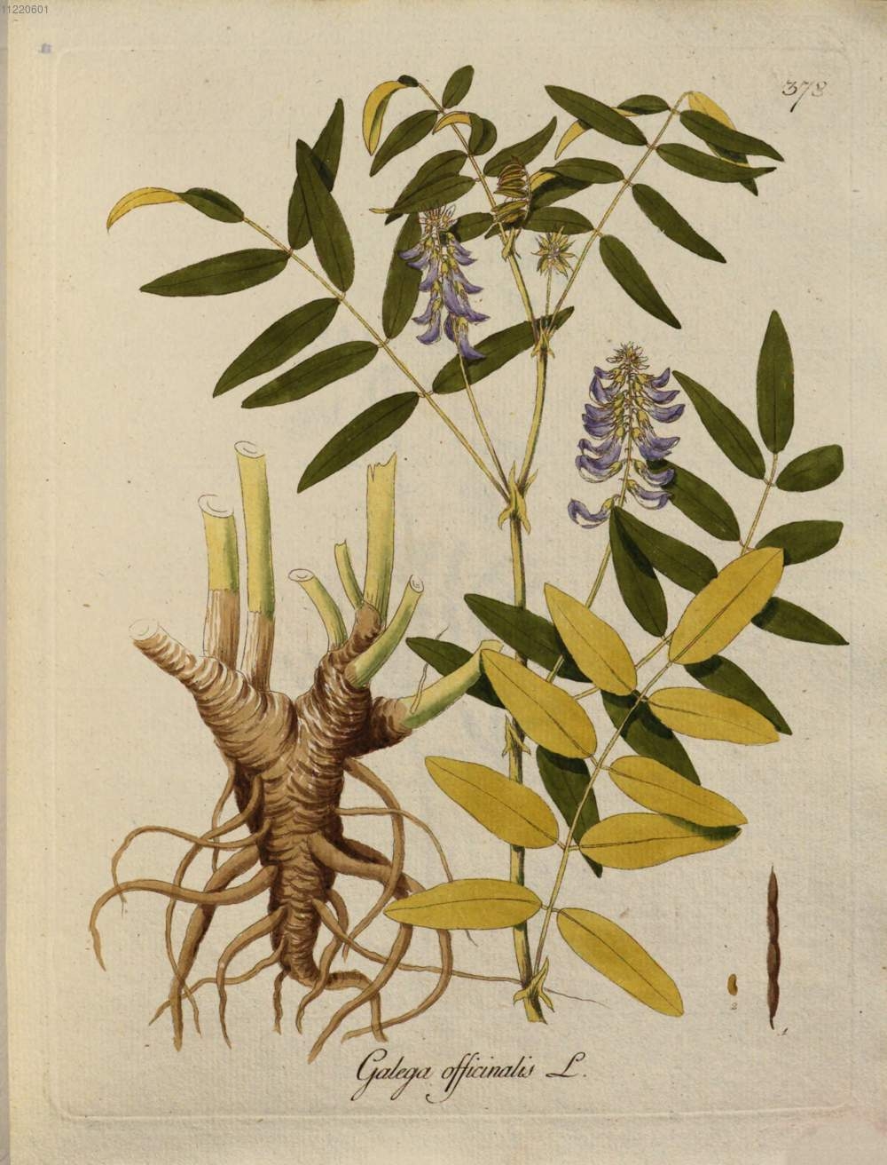 Botanical Illustration of Goat's Rue plant