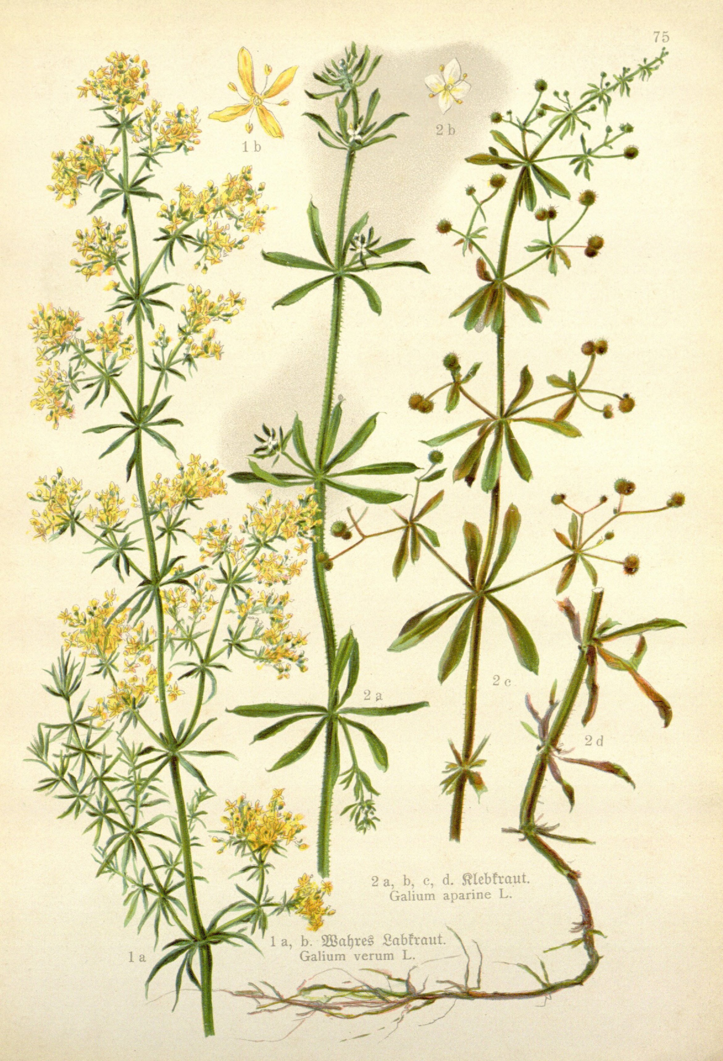 Botanical Illustration of Bedstraw plant