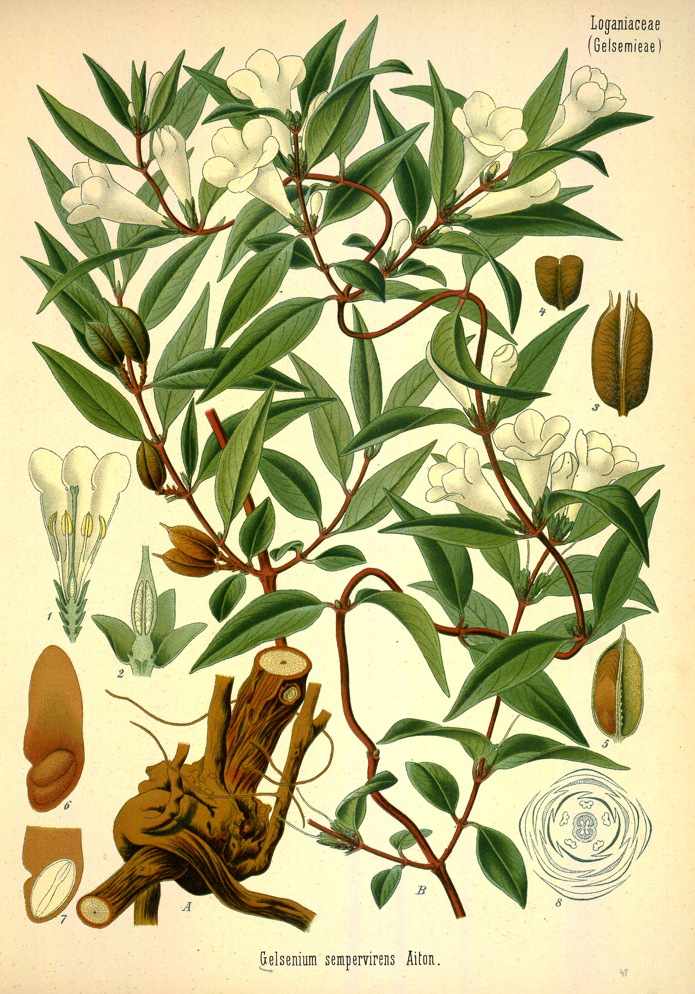 Botanical Illustration of Gelsemium plant