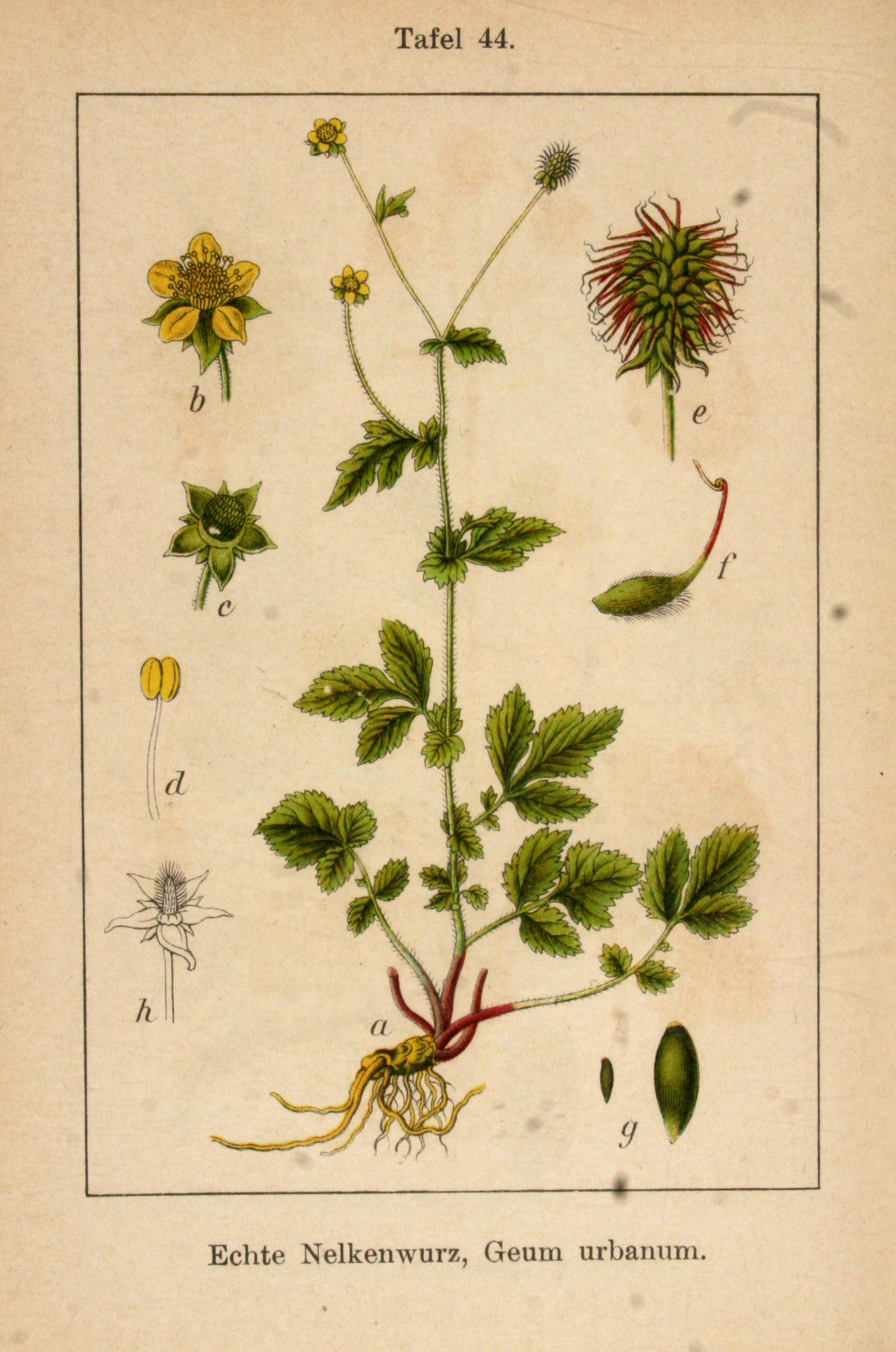 Botanical Illustration of Avens plant