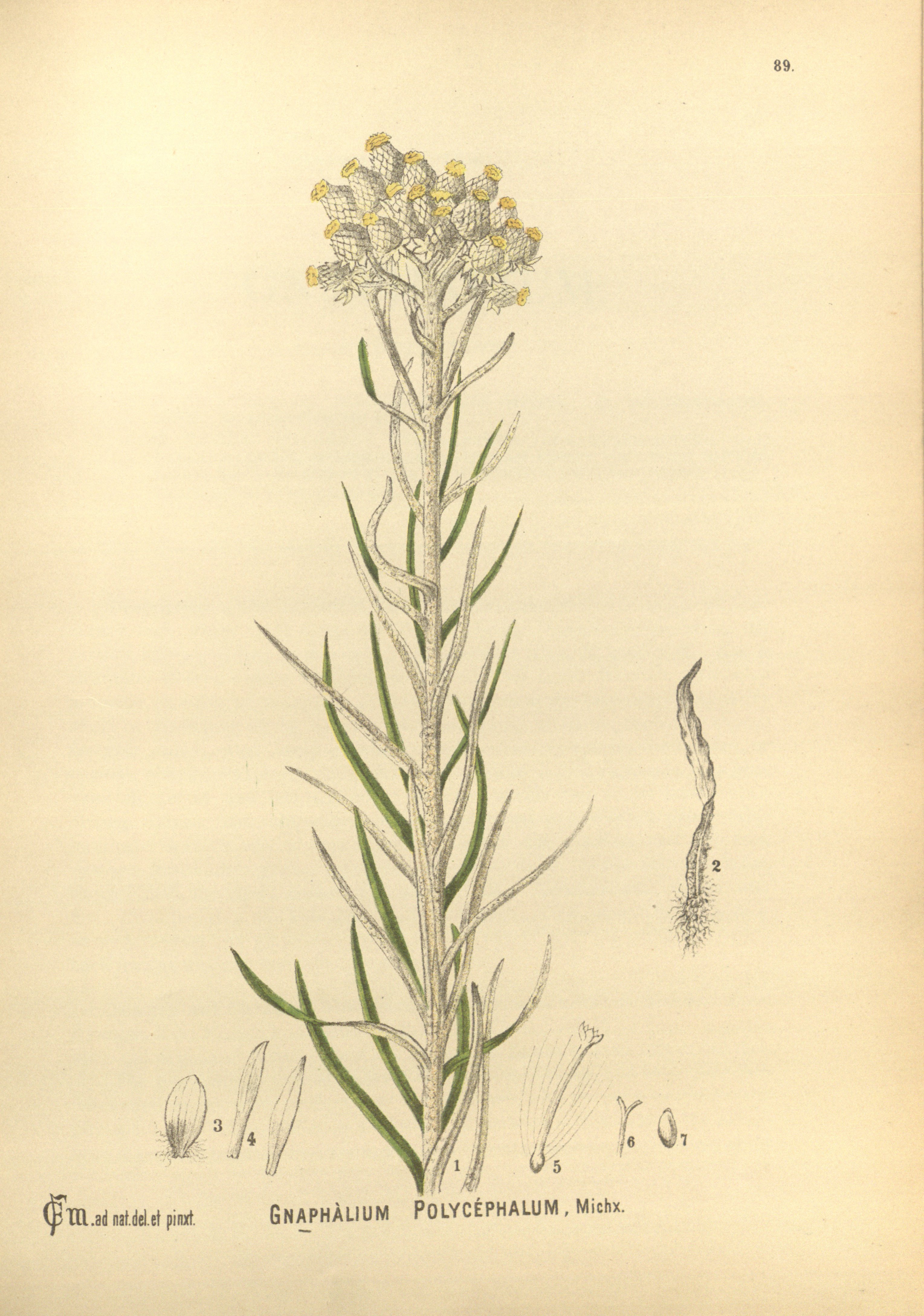 Botanical Illustration of White Balsam plant
