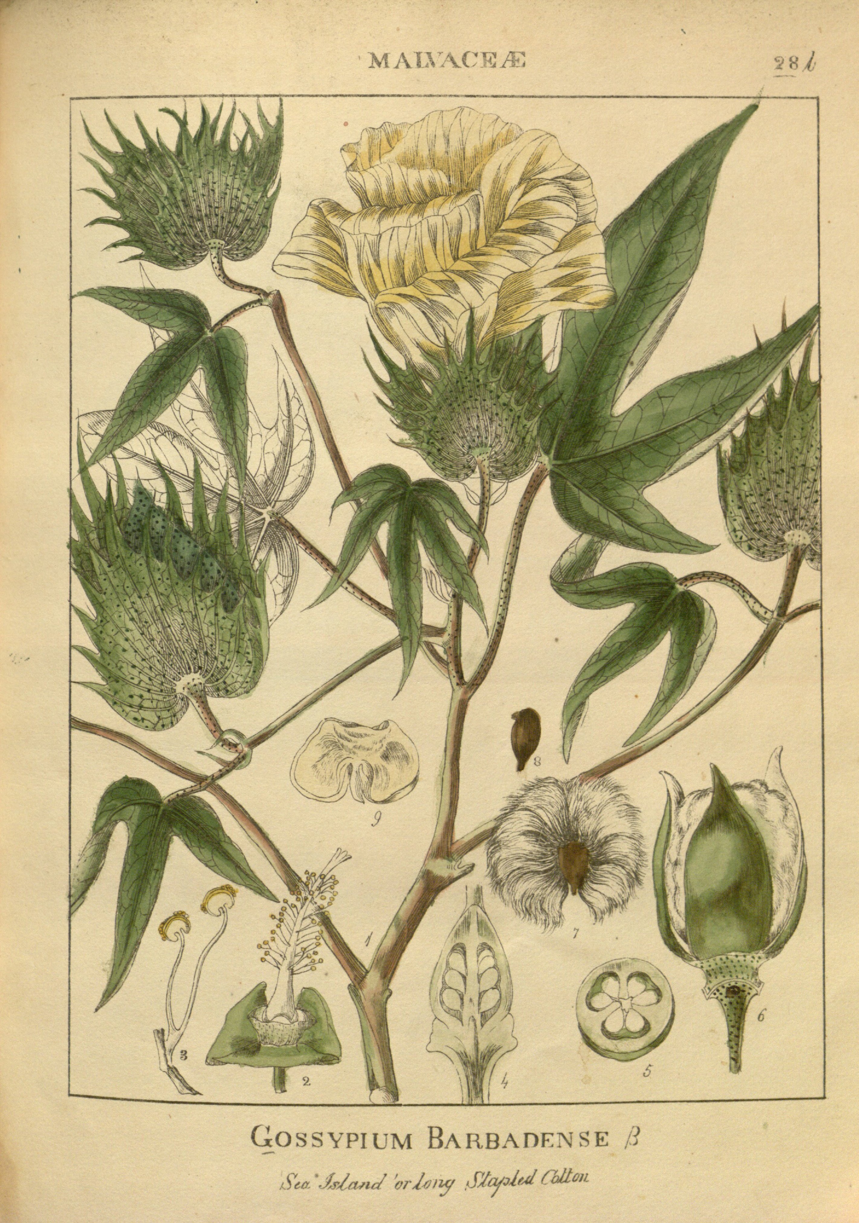 Botanical Illustration of Cotton plant