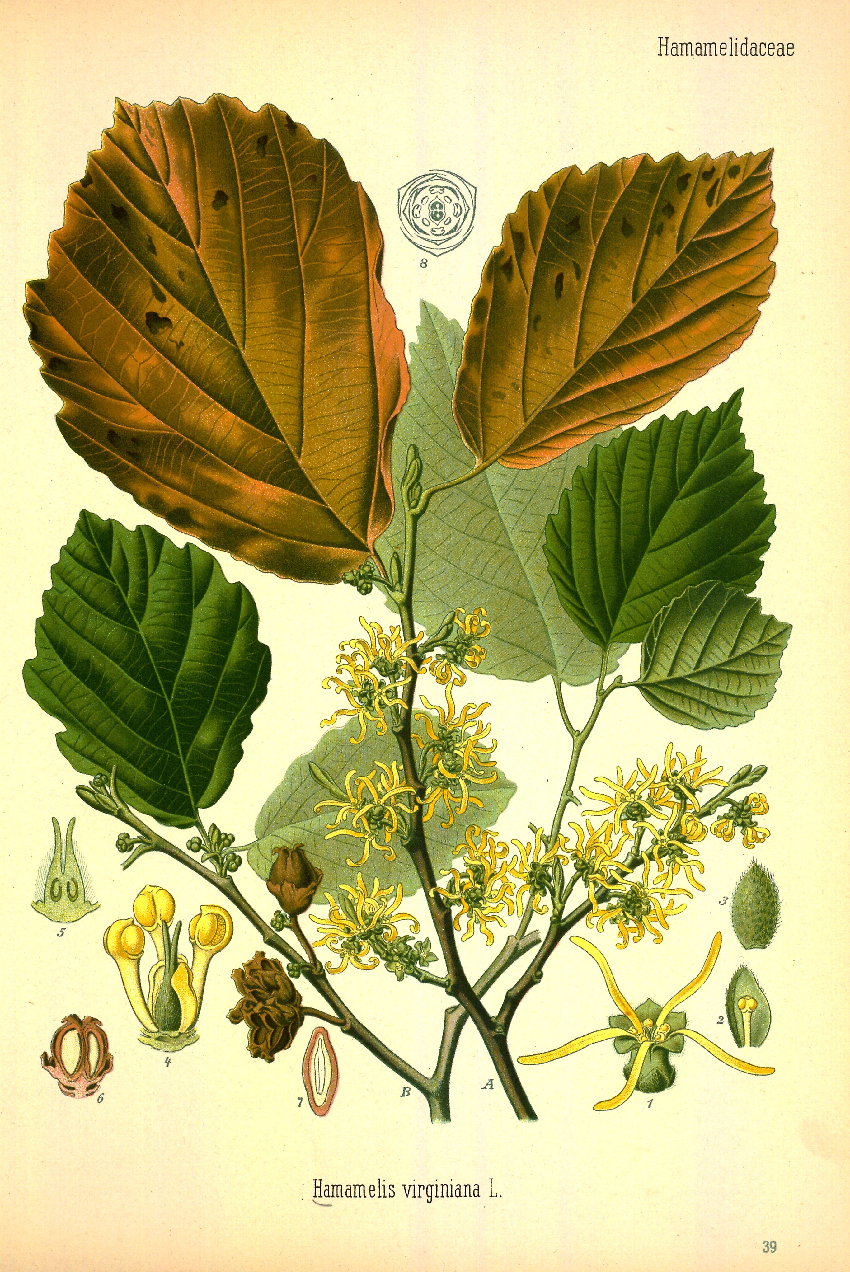 Botanical Illustration of Witch Hazel plant