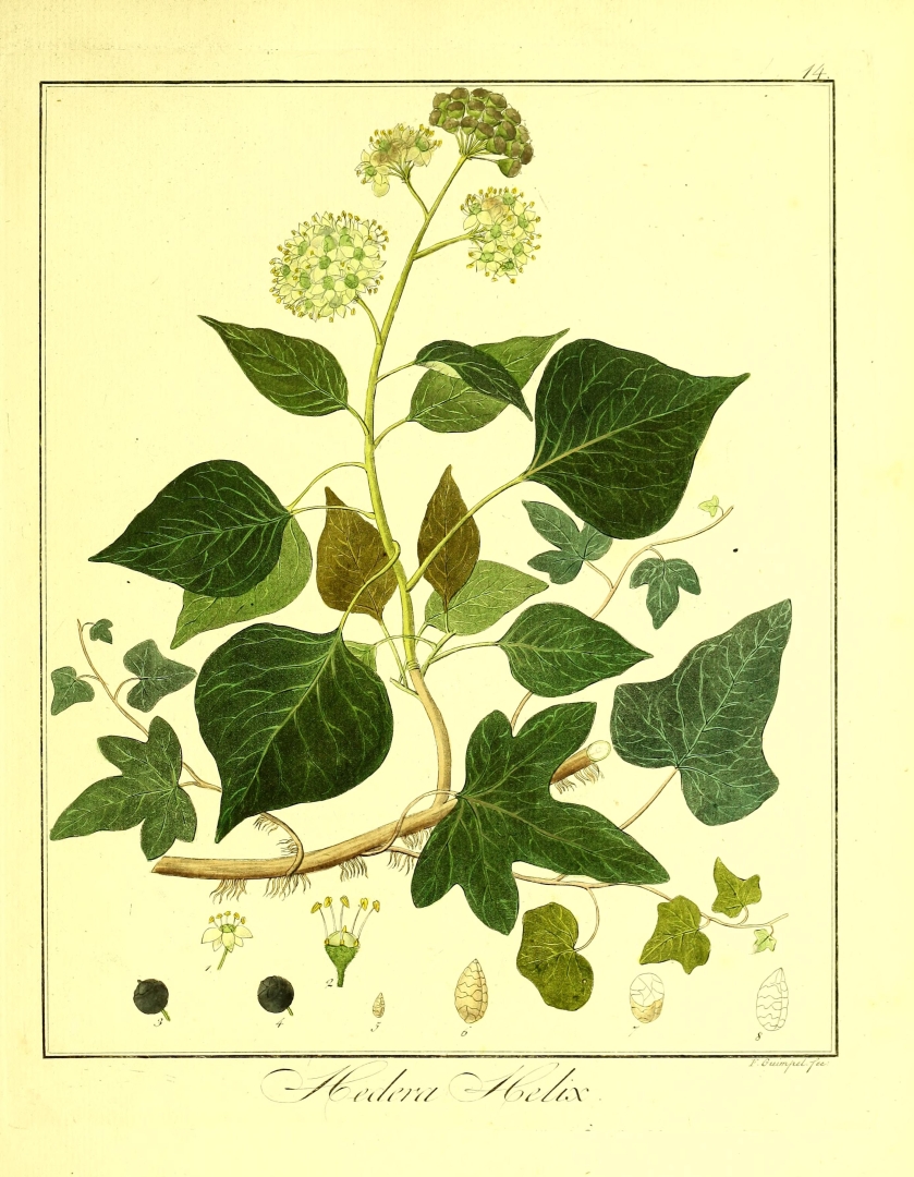 Botanical Illustration of Ivy plant