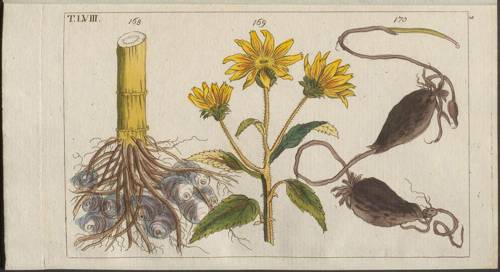 Botanical Illustration of Jerusalem Artichoke plant