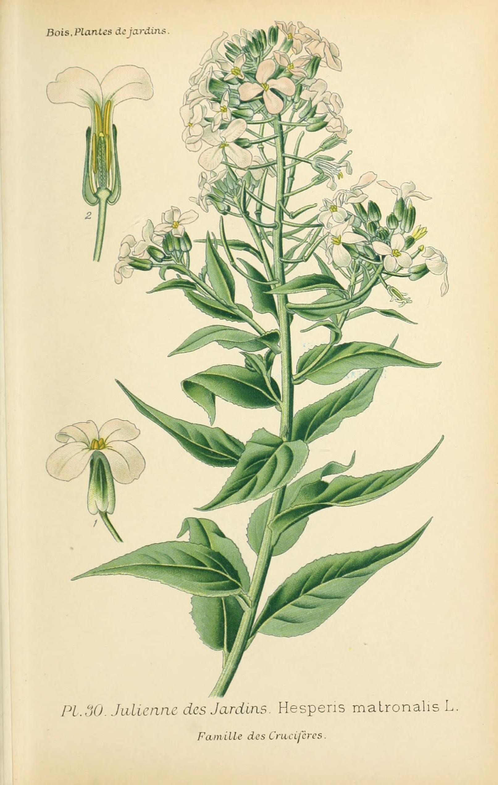Botanical Illustration of Double Rocket plant