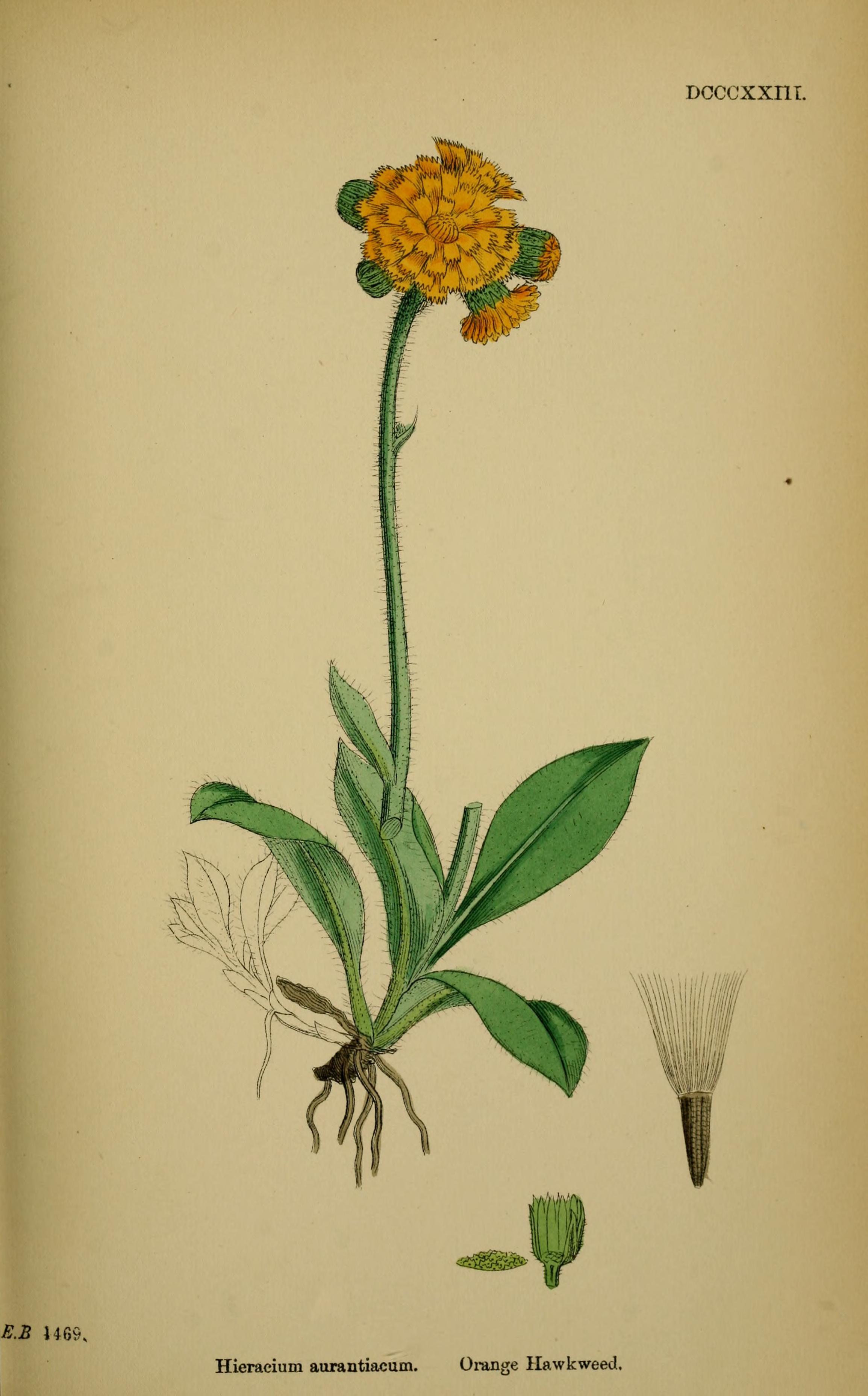 Botanical Illustration of Fox and Cubs plant