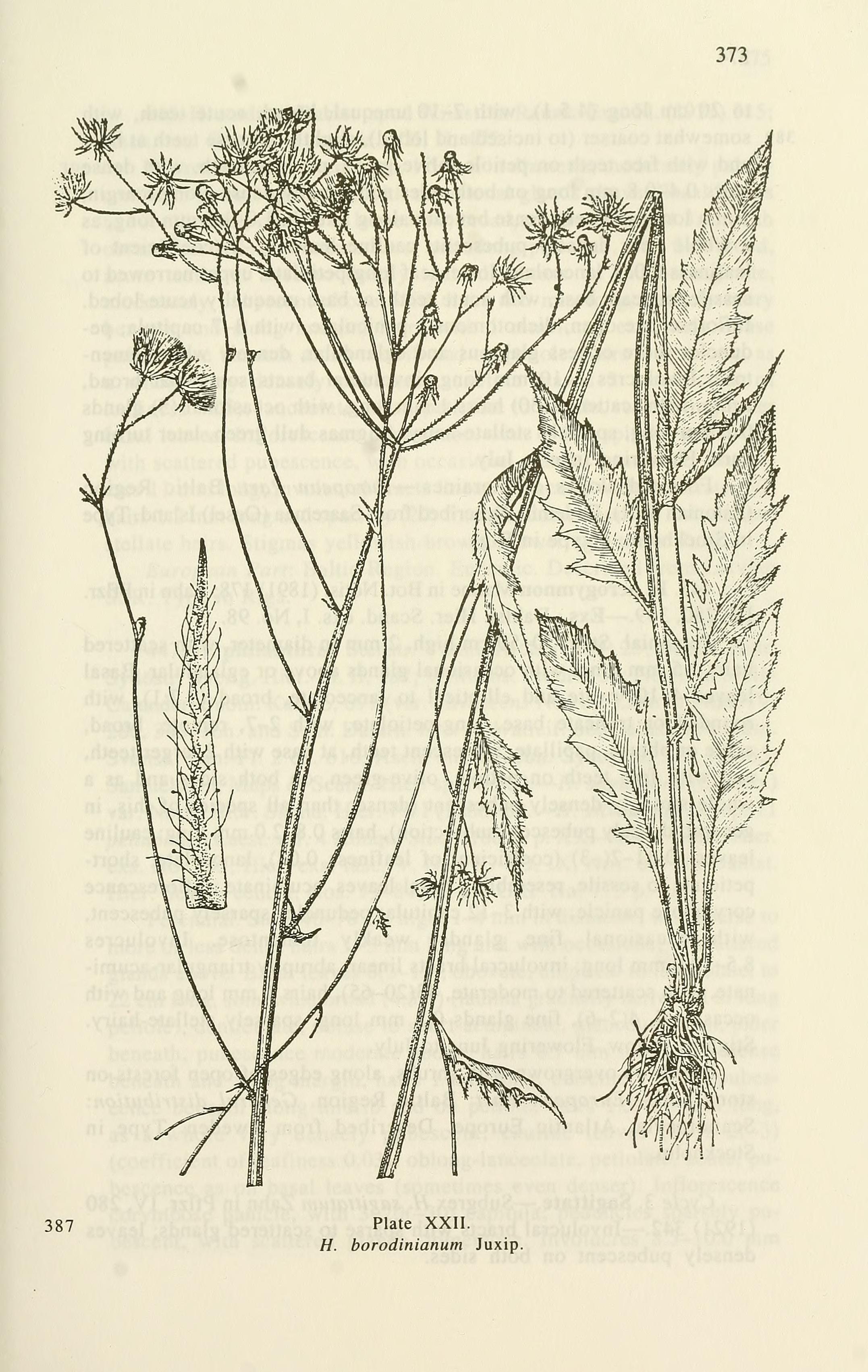 Botanical Illustration of Hawkweed plant