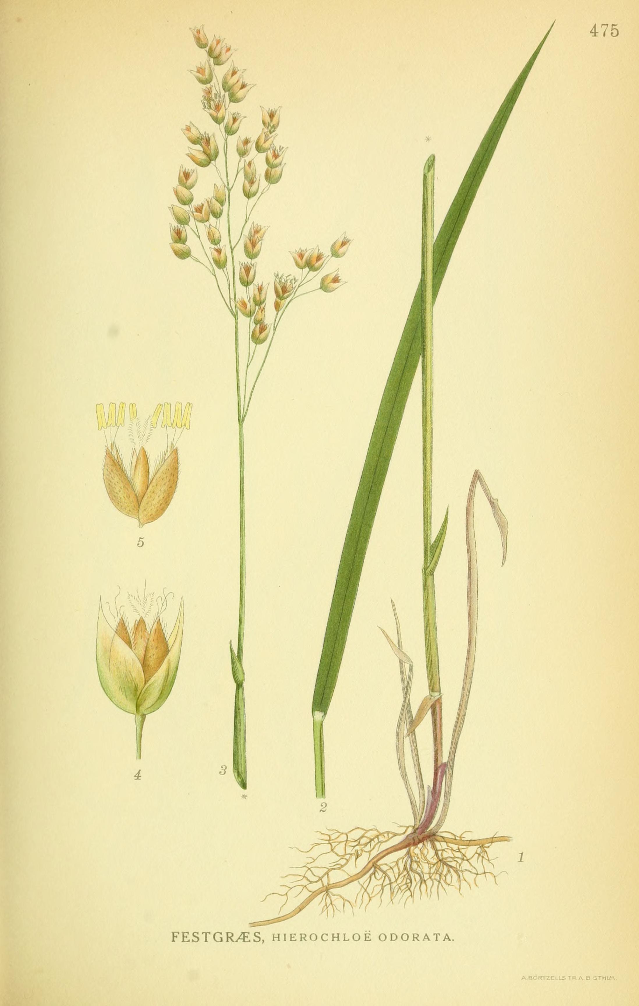 Botanical Illustration of Sweetgrass plant