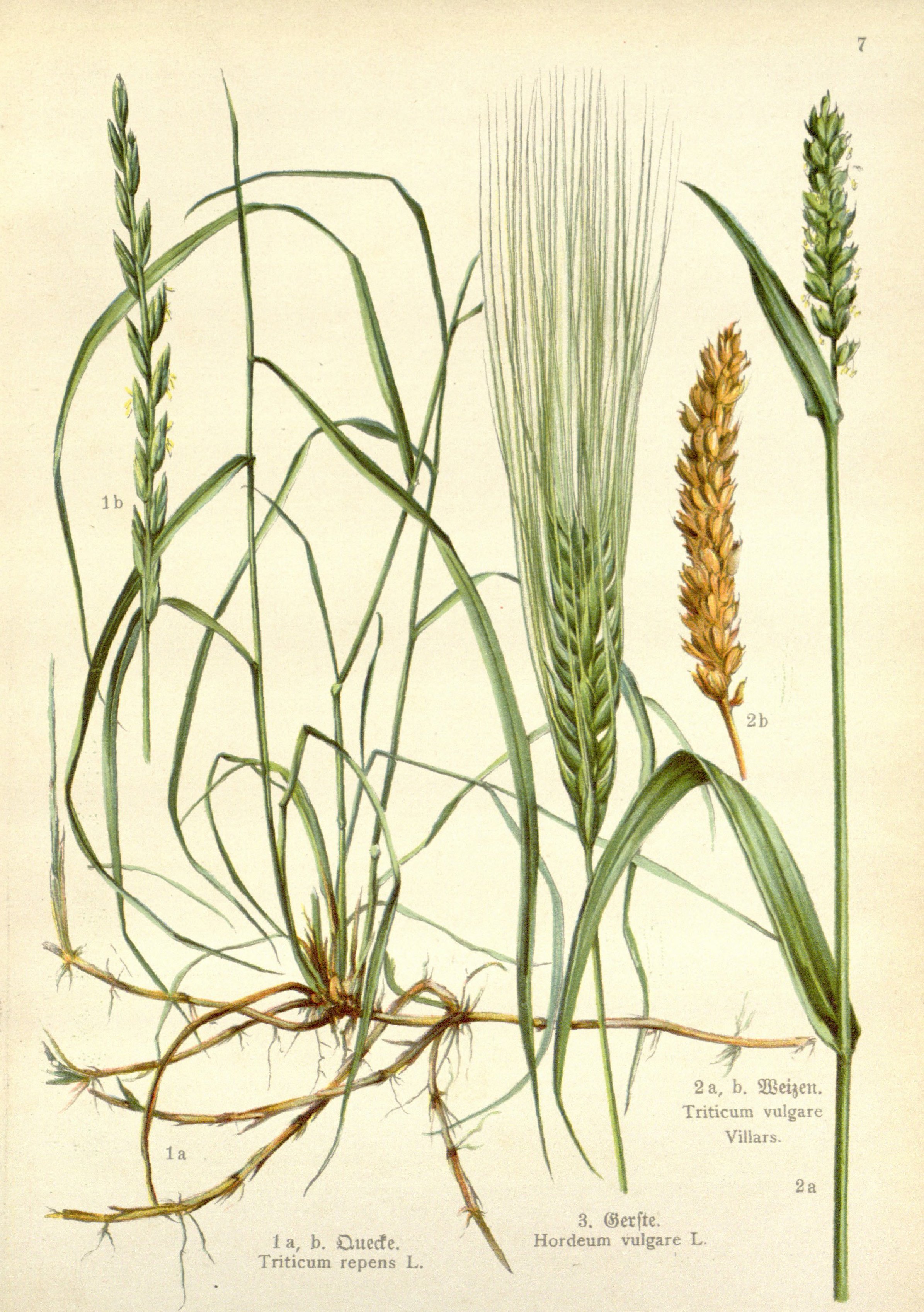 Botanical Illustration of Barley plant