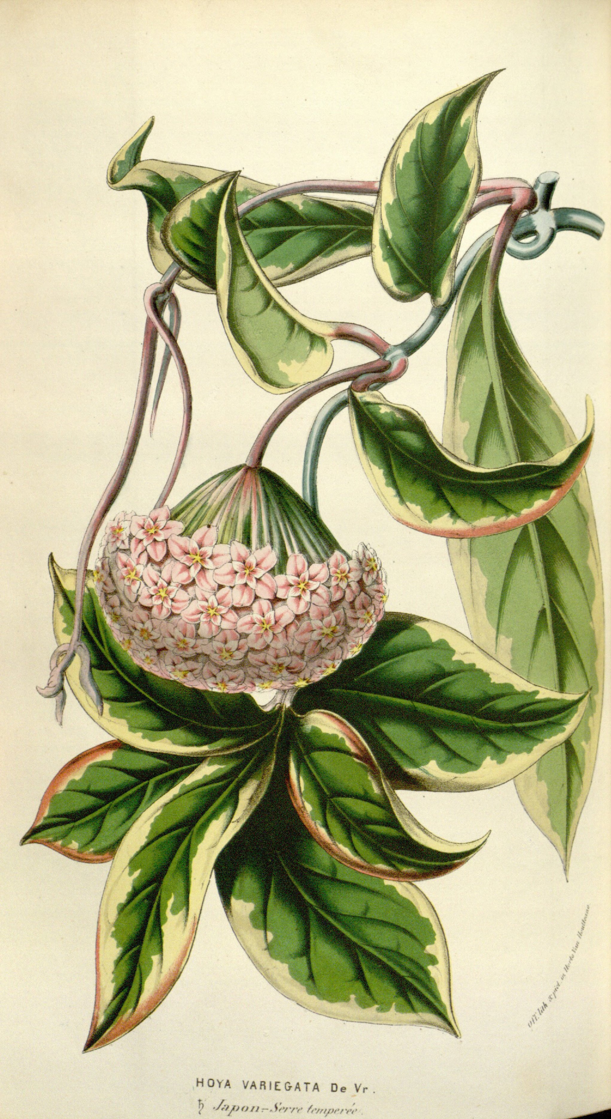 Botanical Illustration of Waxplant plant