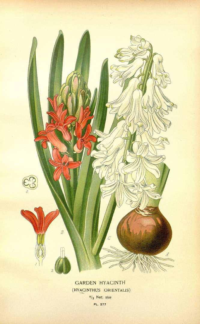 Botanical Illustration of Hyacinth plant