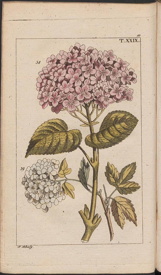 Botanical Illustration of Hydrangea plant