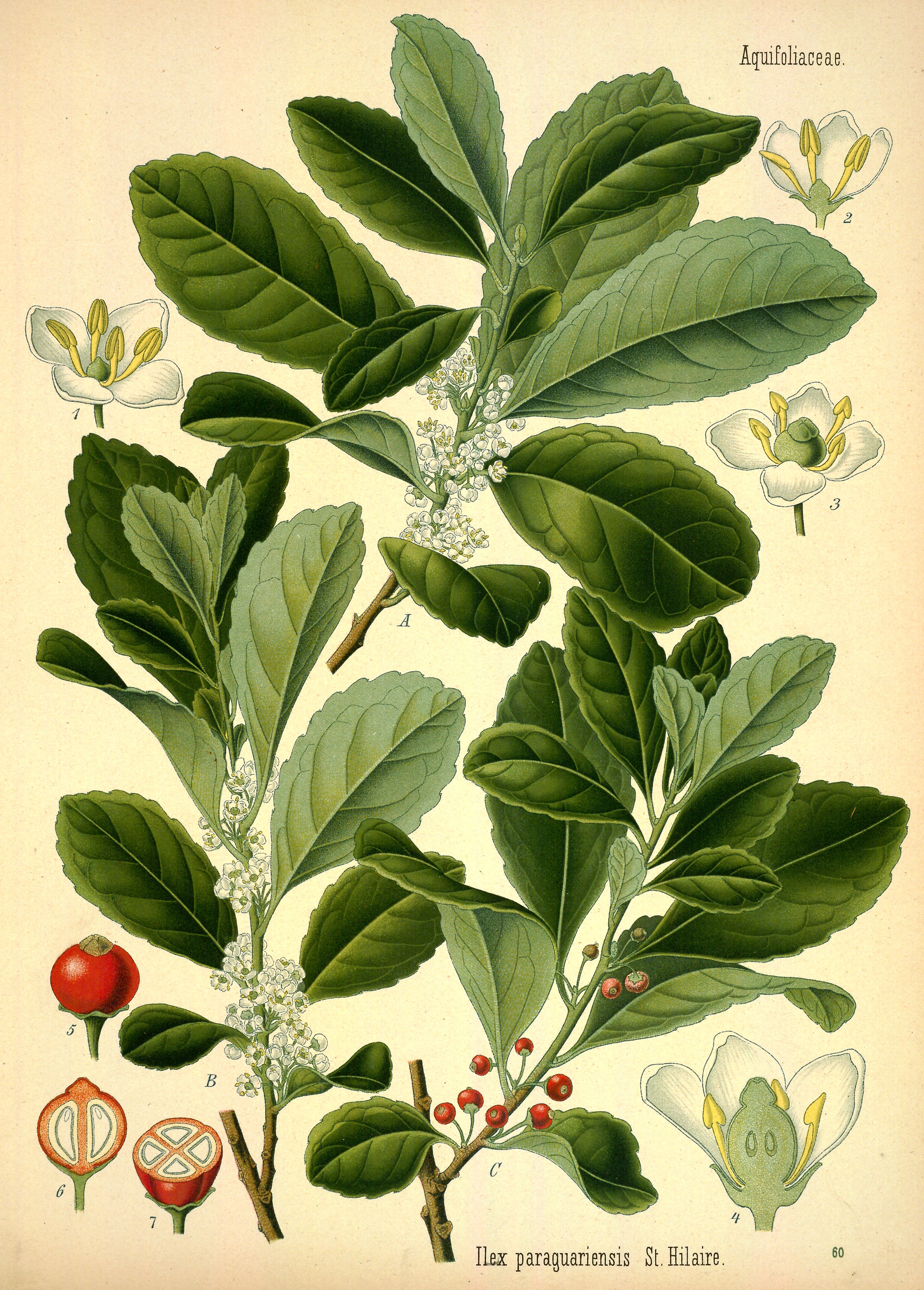 Botanical Illustration of Yerbamate plant