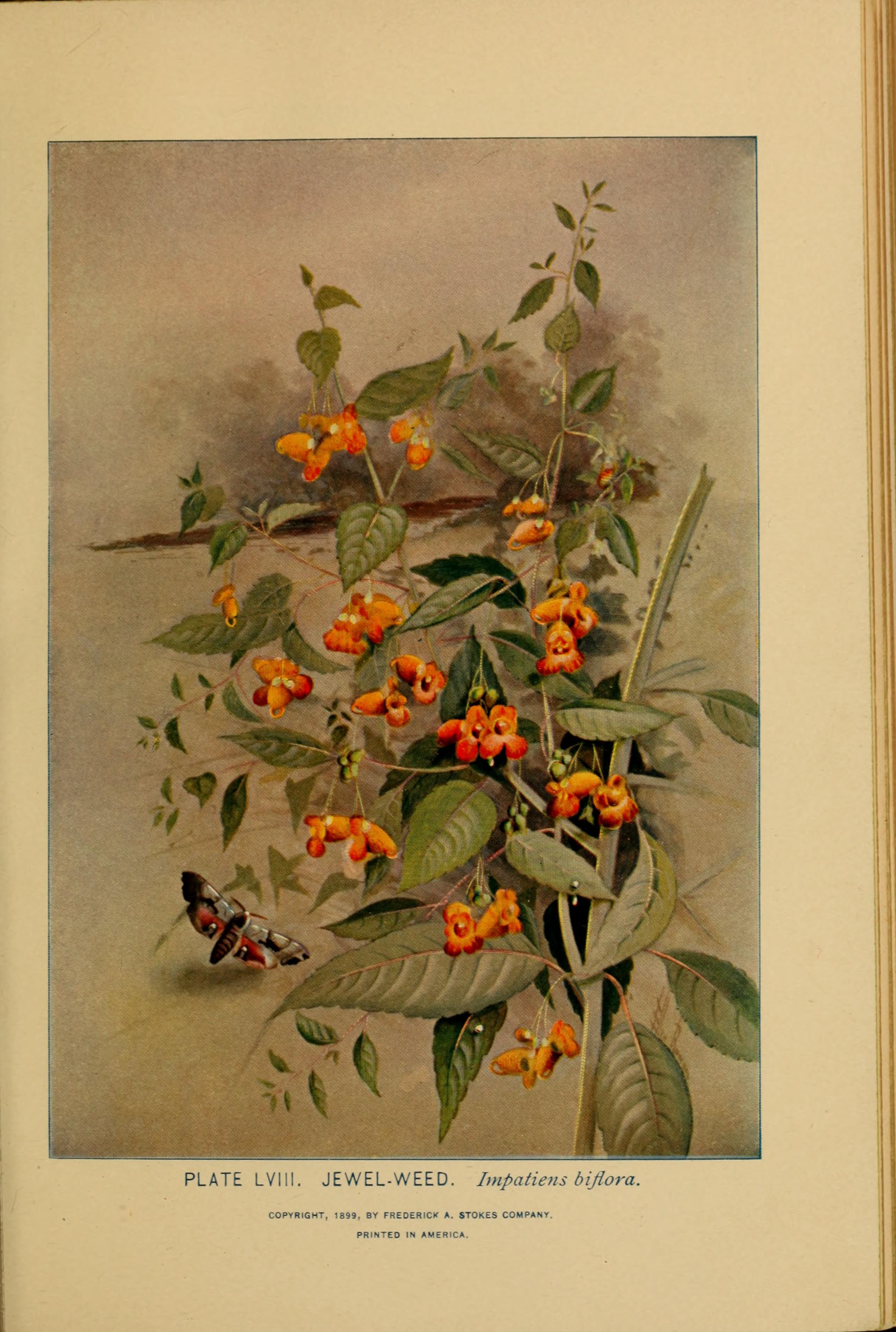 Botanical Illustration of Jewelweed plant