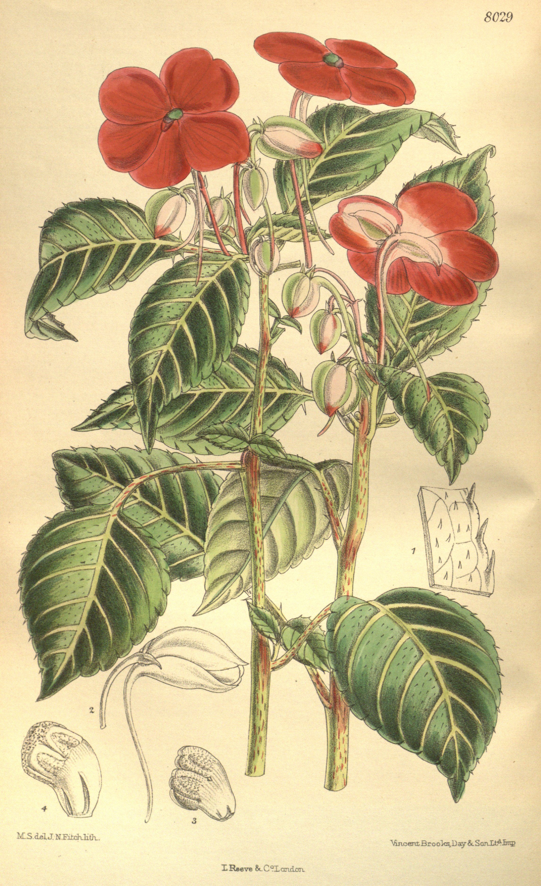 Botanical Illustration of Impatiens plant