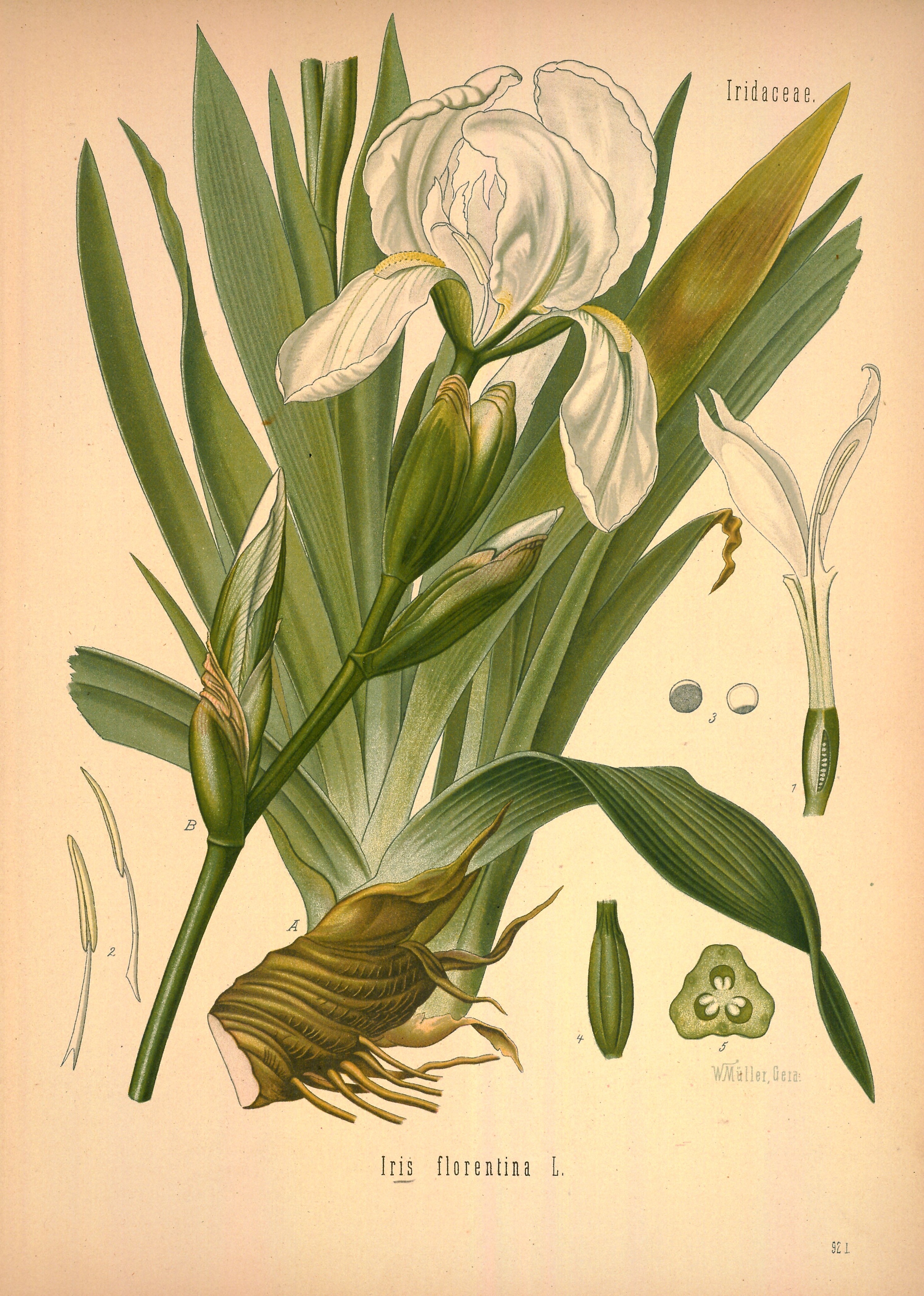 Botanical Illustration of Iris plant